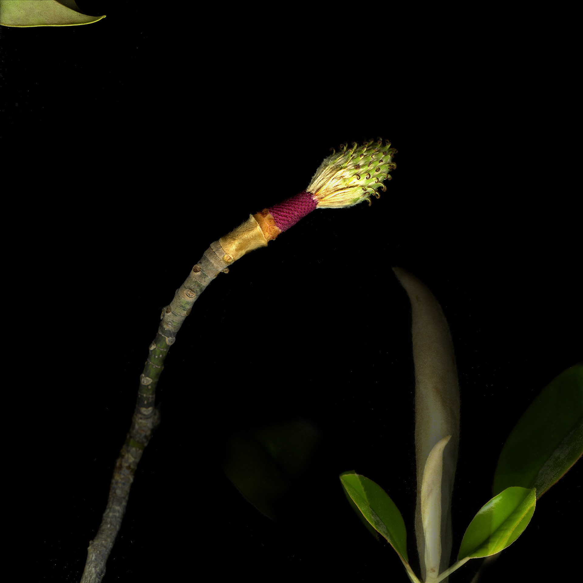 Magnolia 7