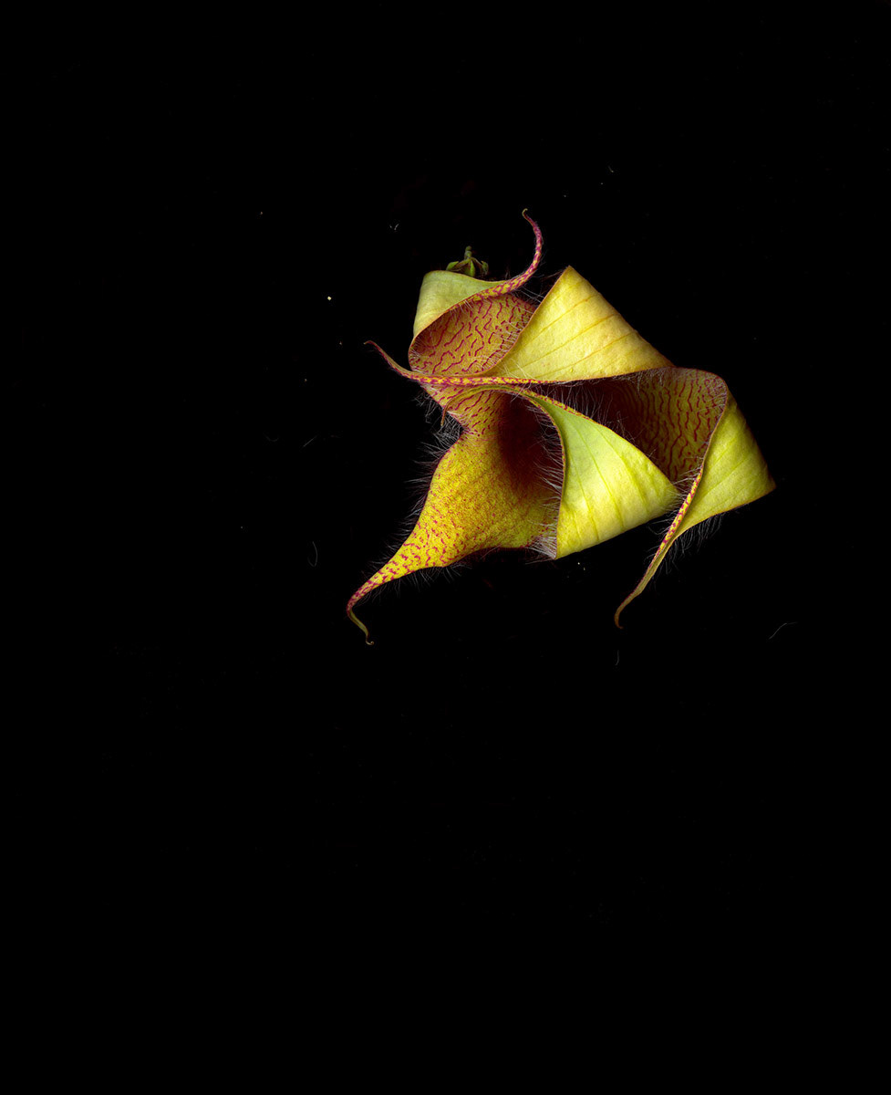 Exotic  Flower  5