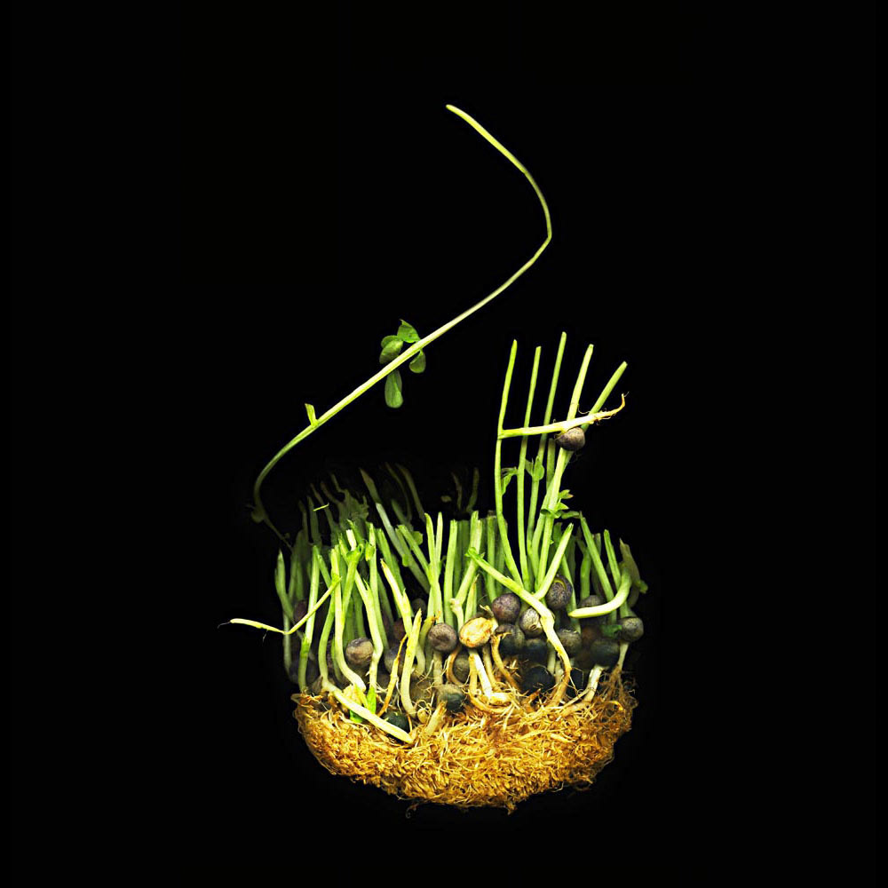 Roots 3