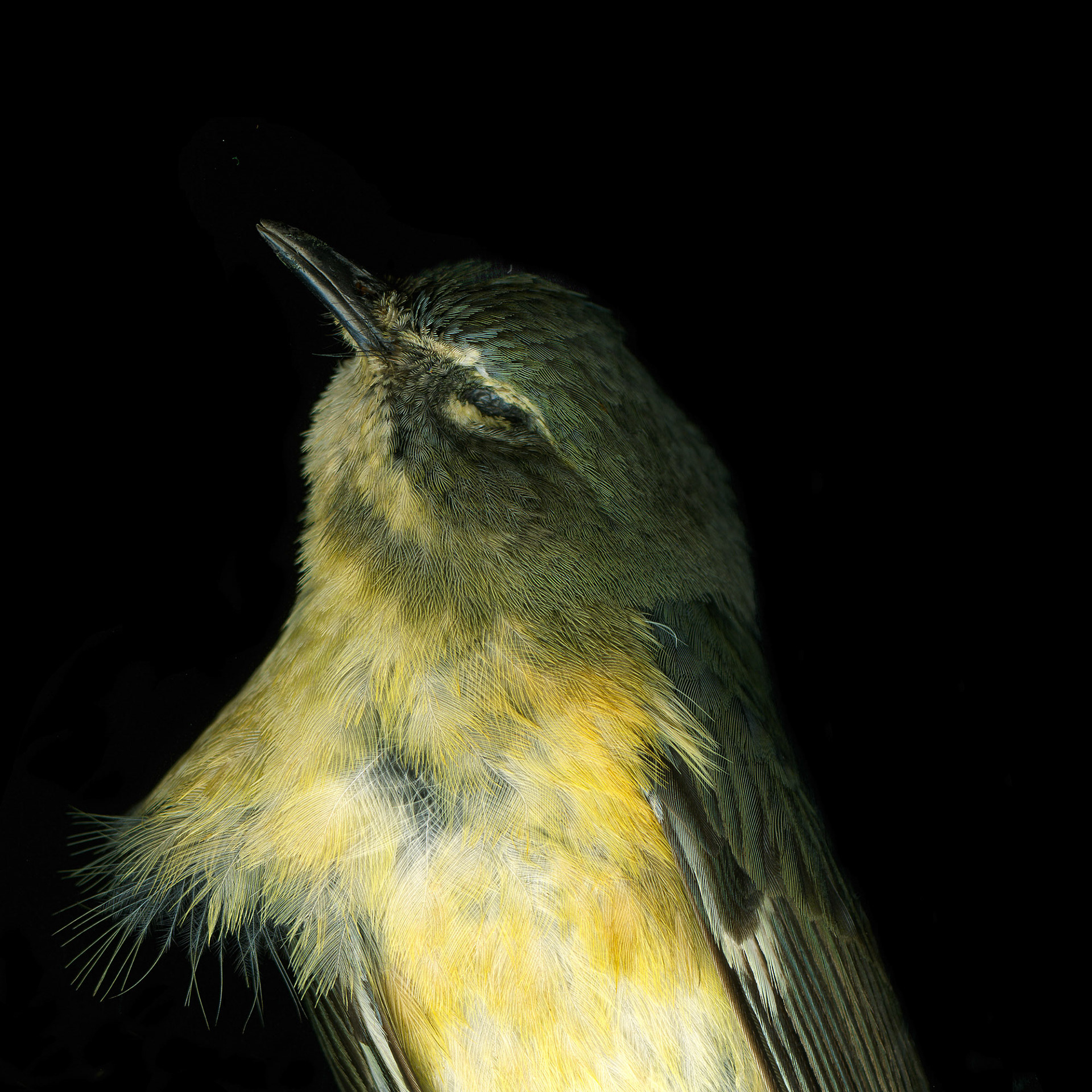 Wren 3