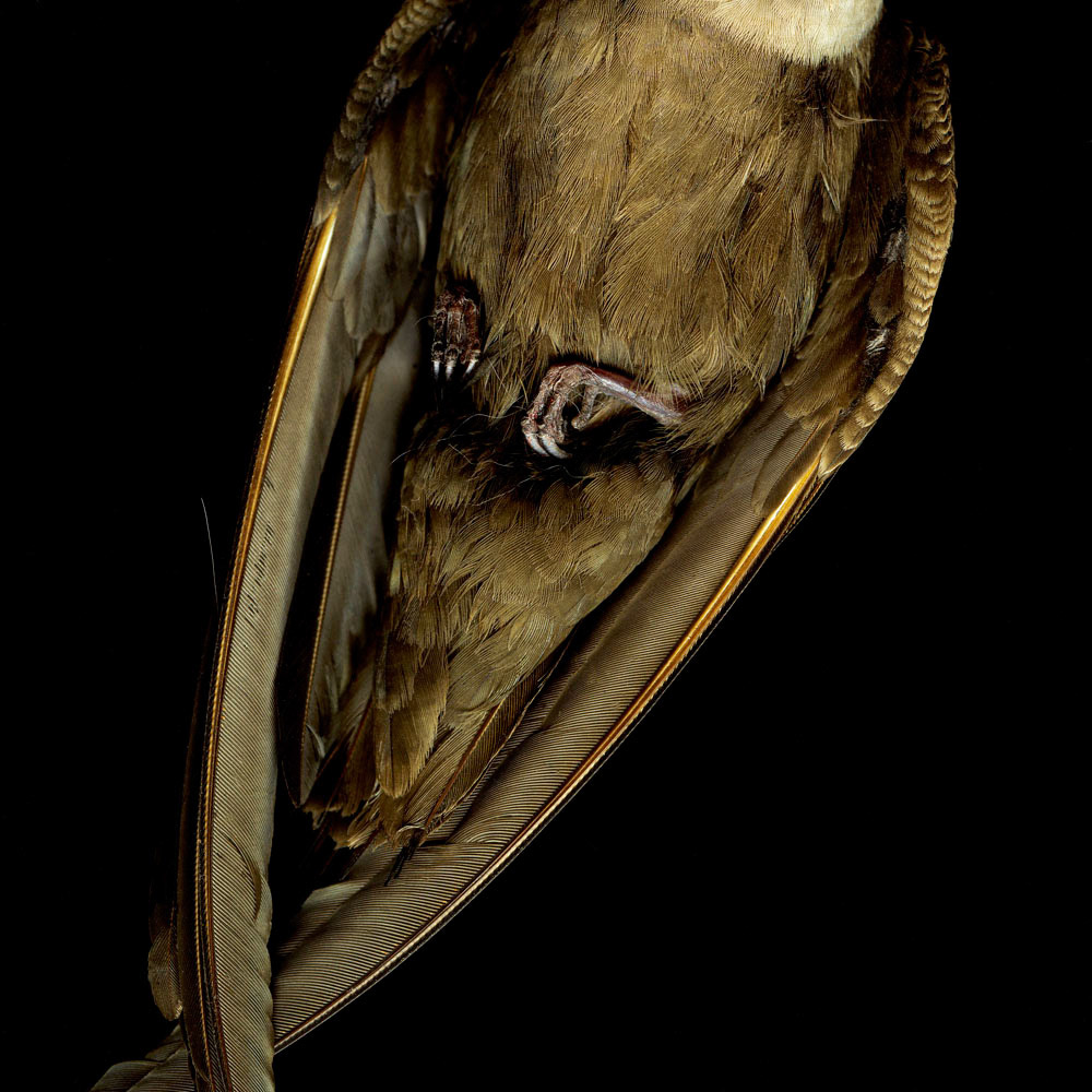 Chimney Swift 2