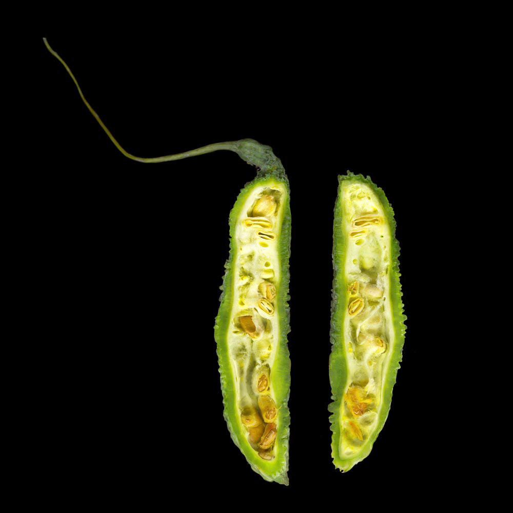 Bitter Melon