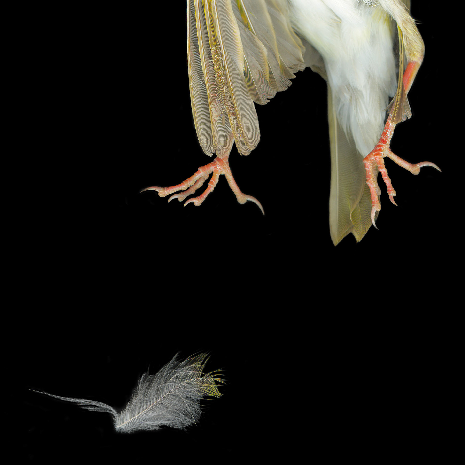 Sparrow Feet