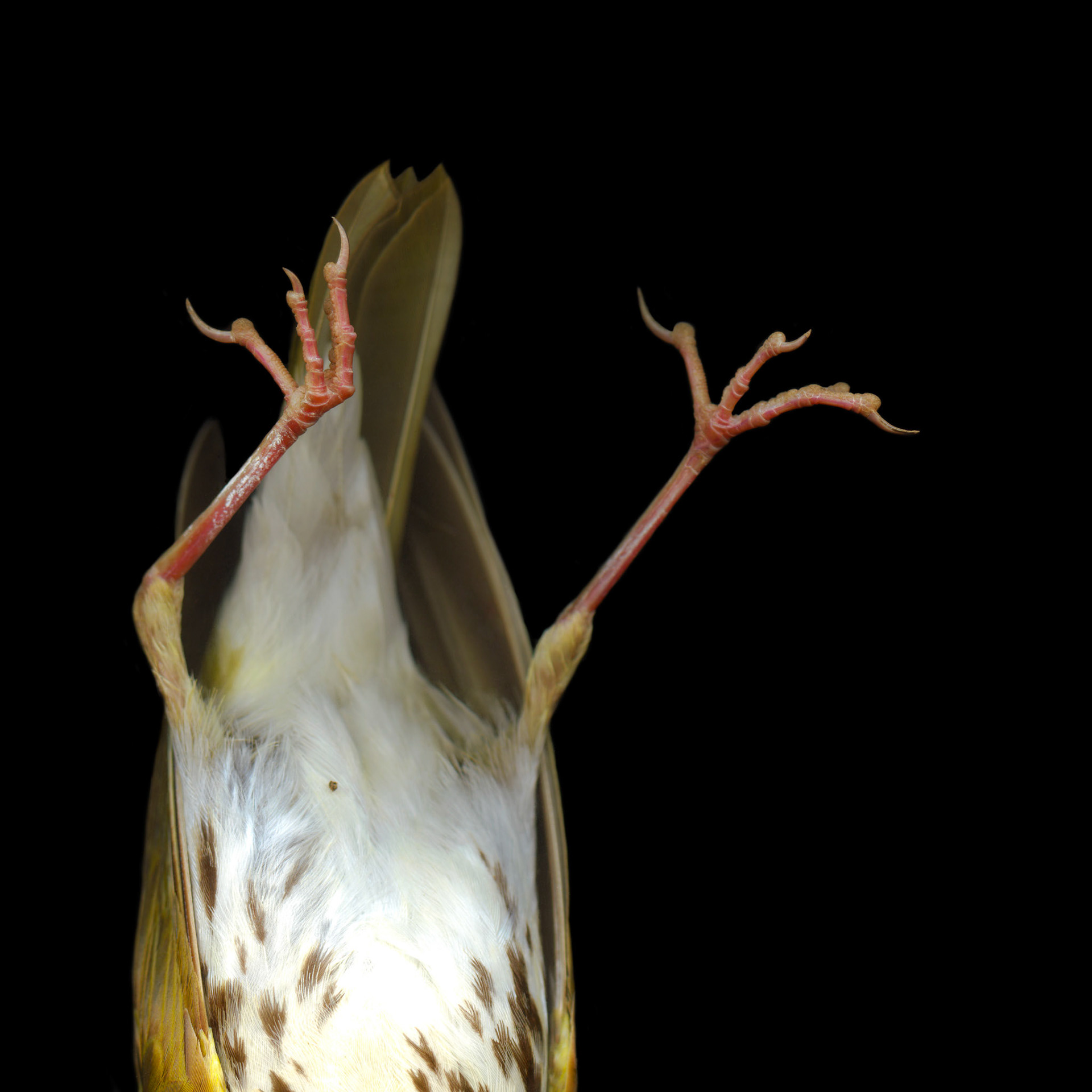 Sparrow Feet Upsideddown