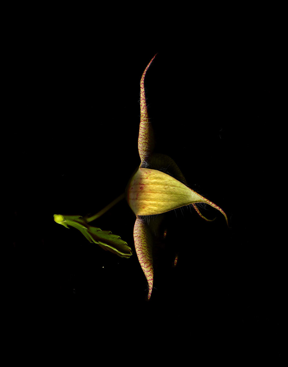 Exotic  Flower  1