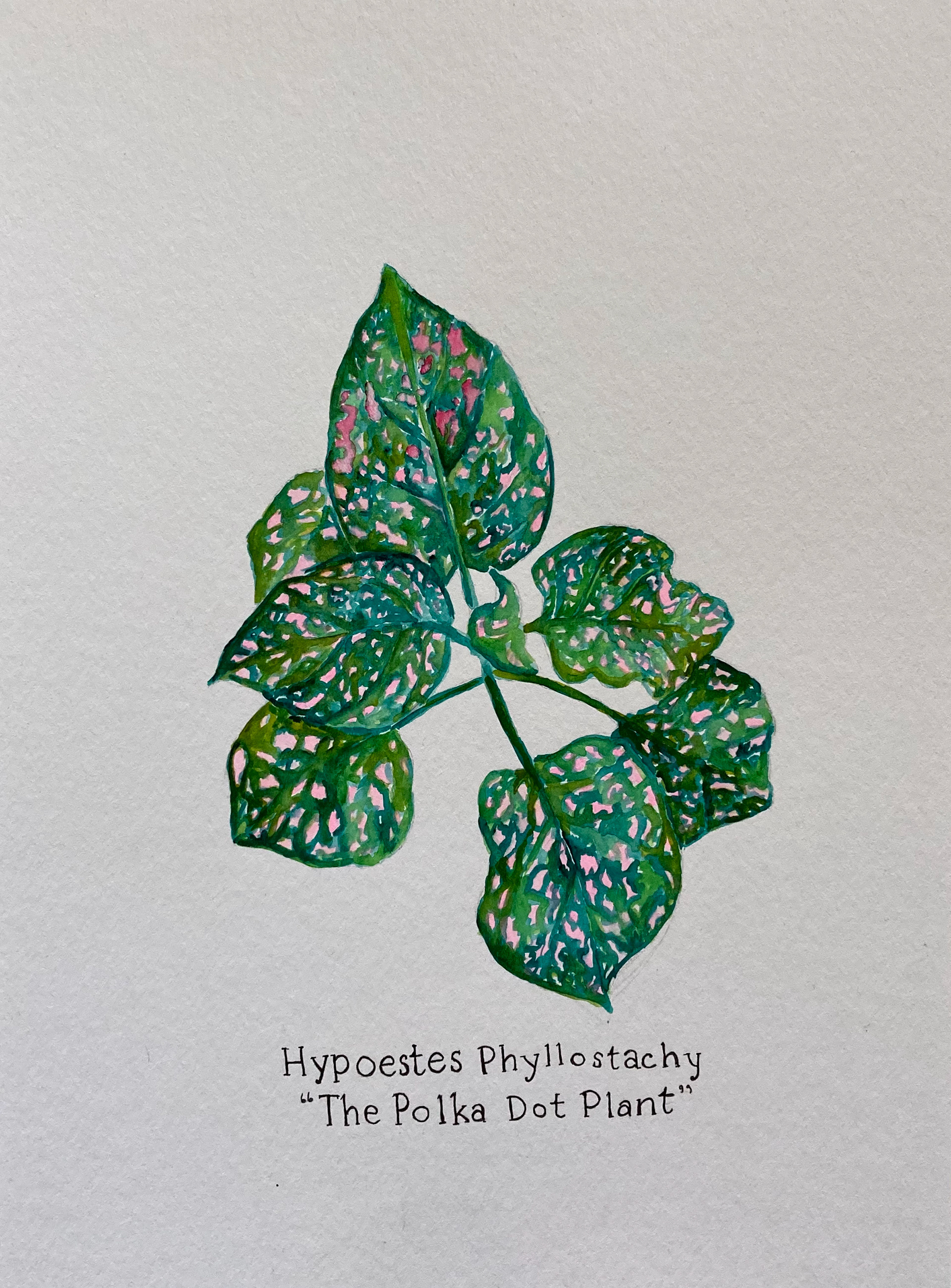 botanical illustration