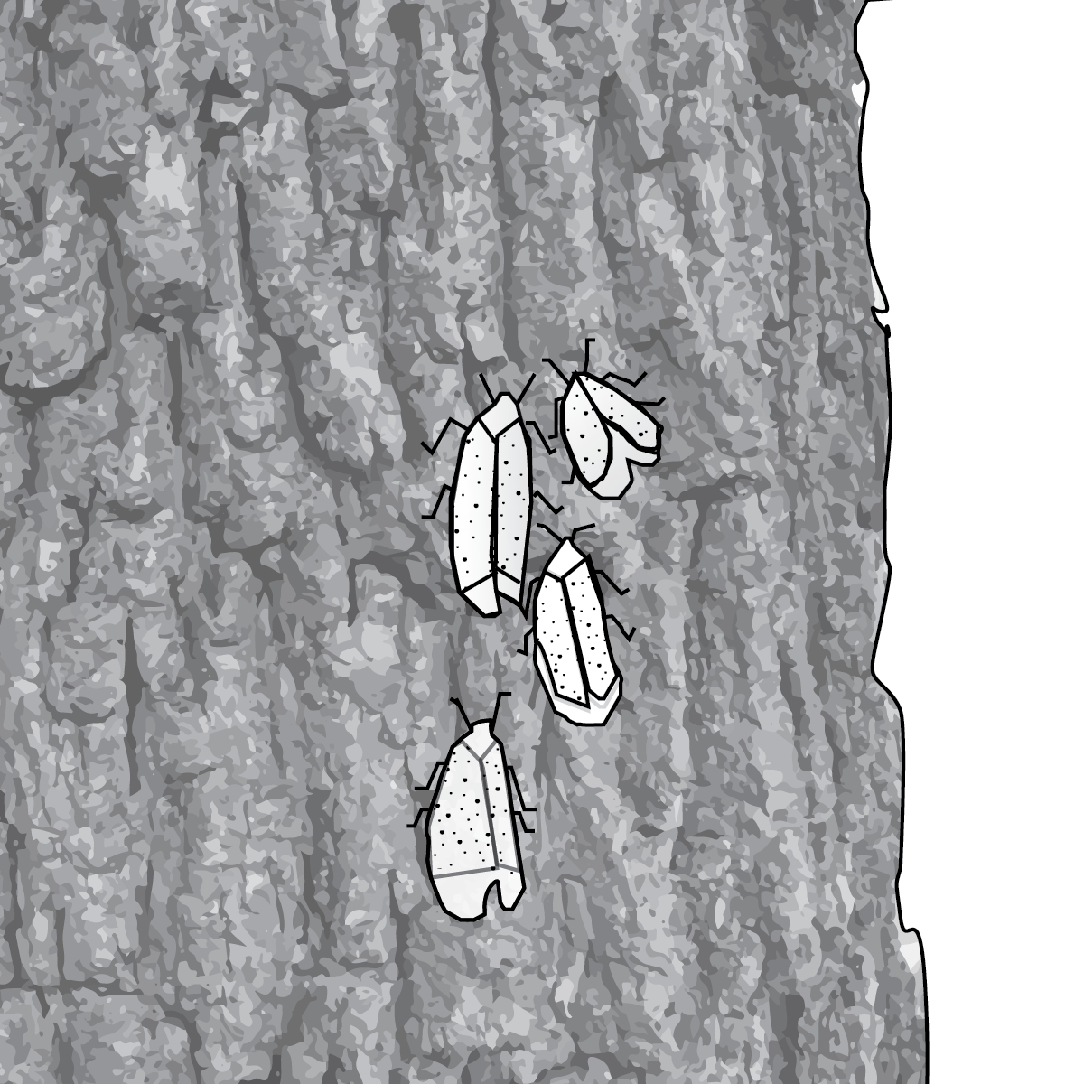 Lantern Fly Invasion
