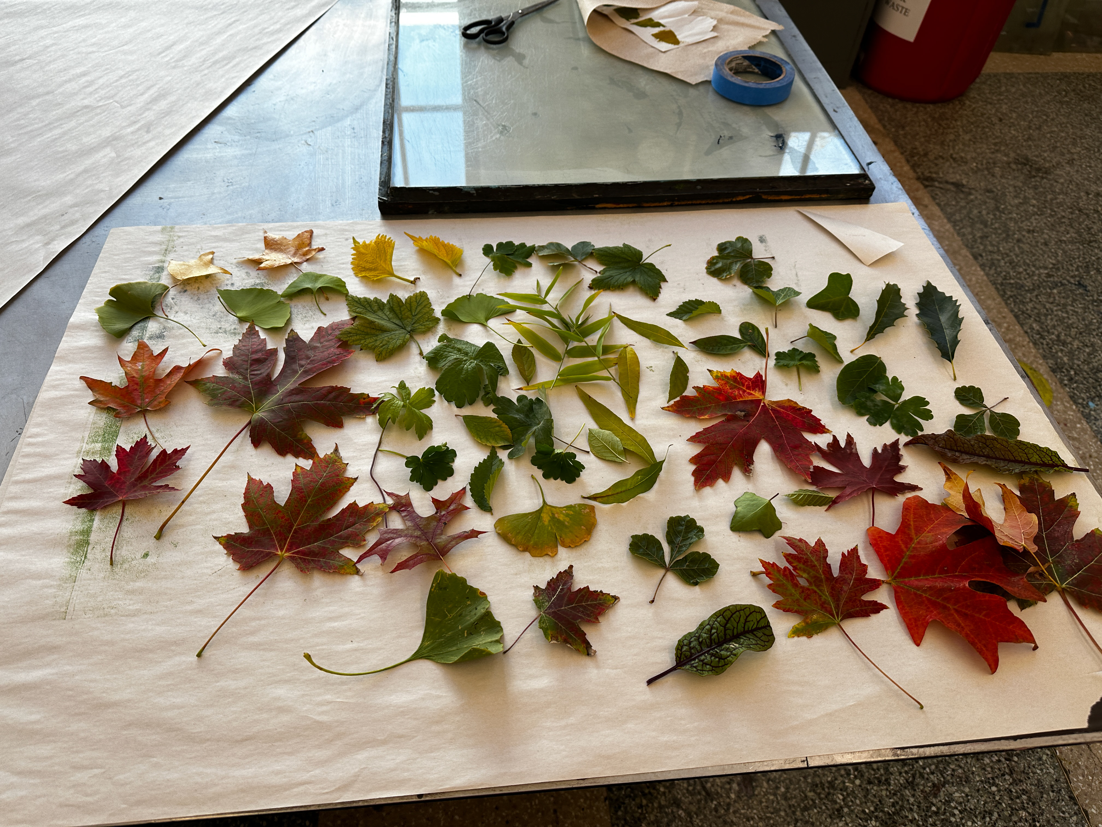 Collect leaves (day 2)