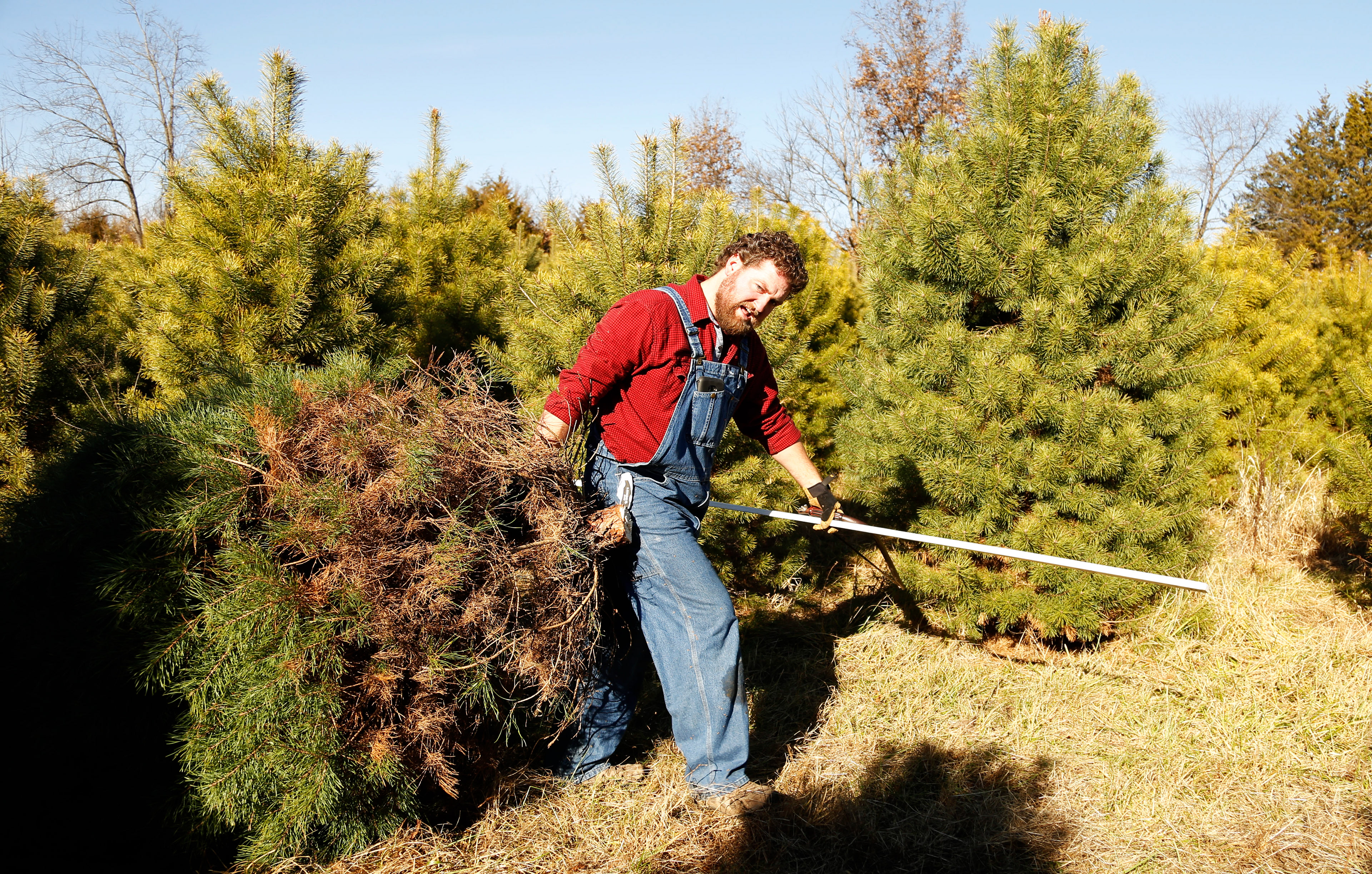 Nathan Adams carries a freshly cut pine tree through the Hinkson Creek Tree Farm to take home for Christmas on Saturday, Dec. 5, 2015. Adams' wife, Angela Adams, five-day-old daughter Amelia Adams and his dog Jack trailed behind him through the farm.
