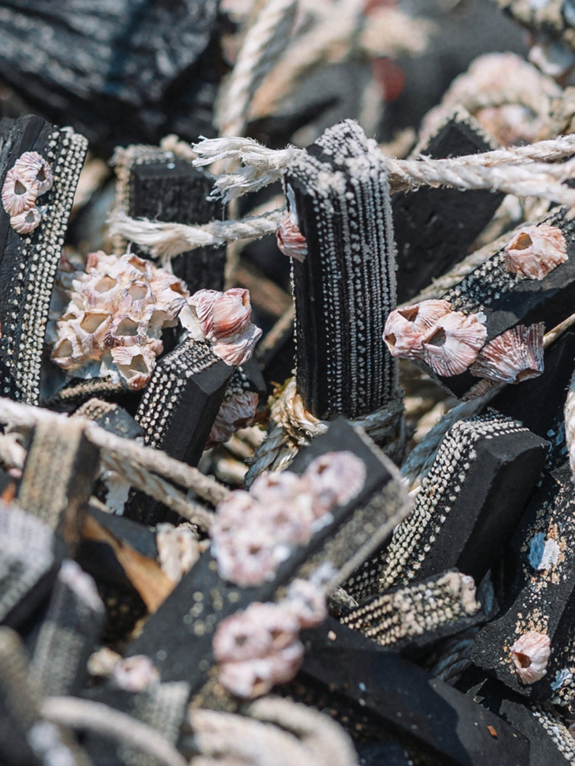 따개비와 폐방현재