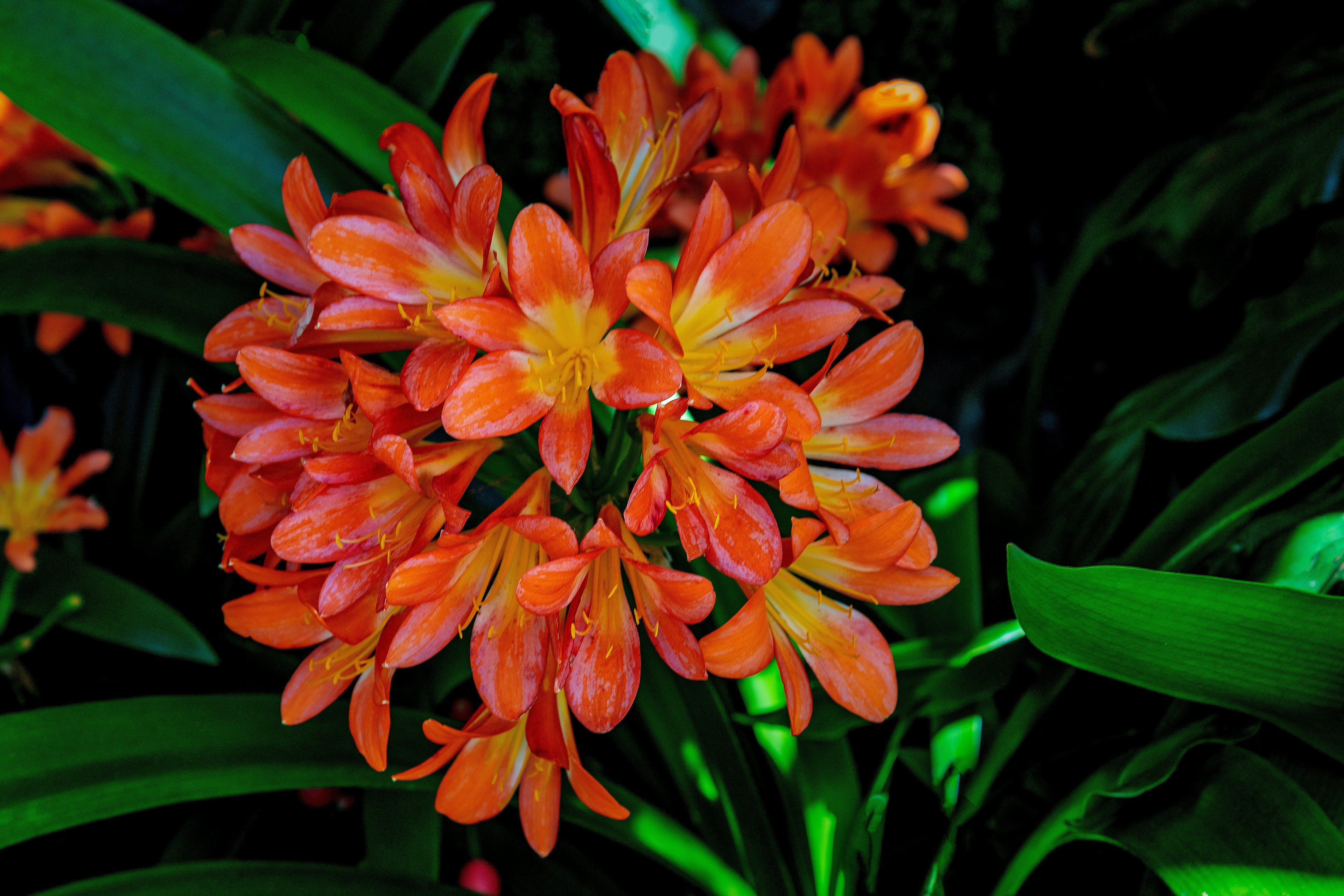 Kaffir Lily