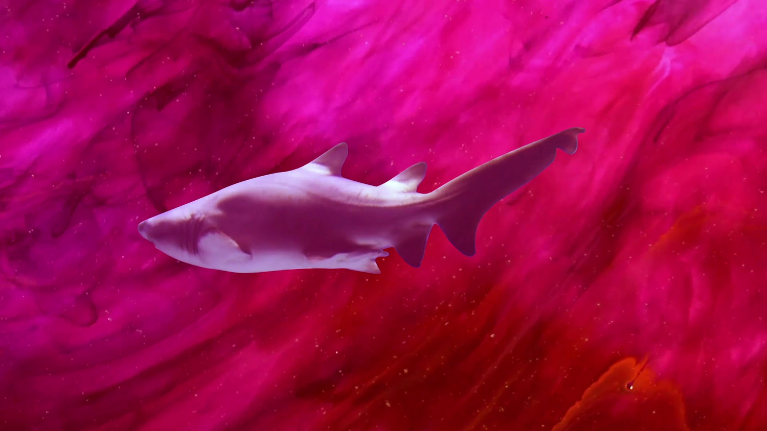 Shark inserted into different video
