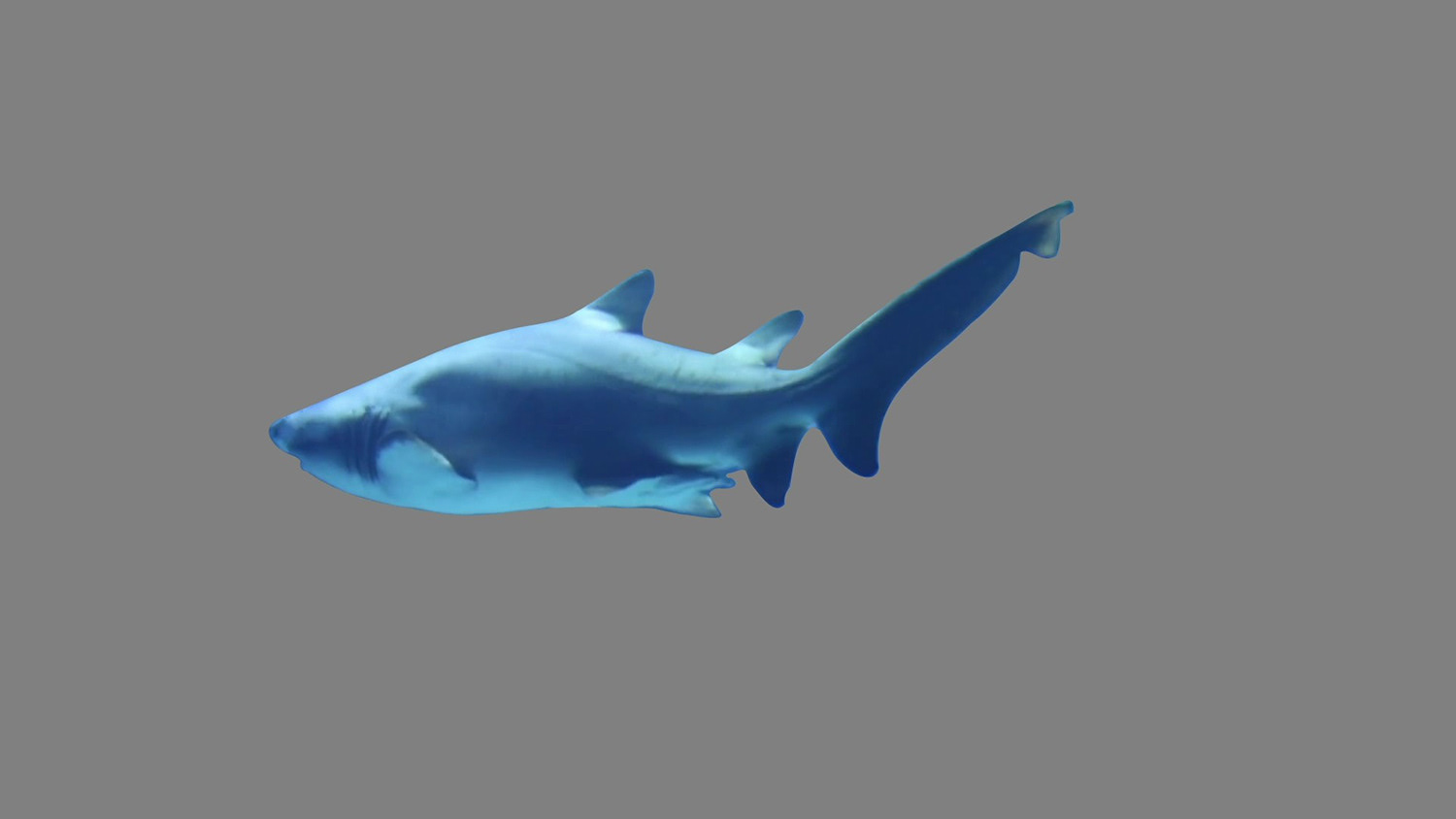 Shark Isolated without background