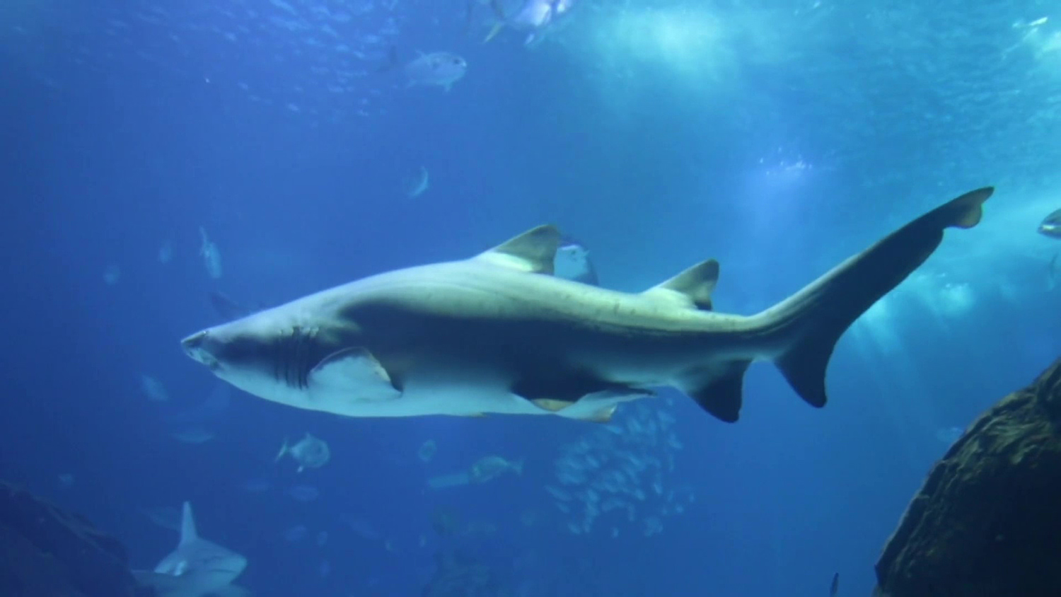 Original Video of shark
