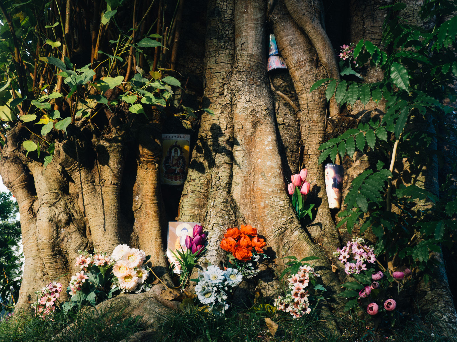 Under the Bodhi tree