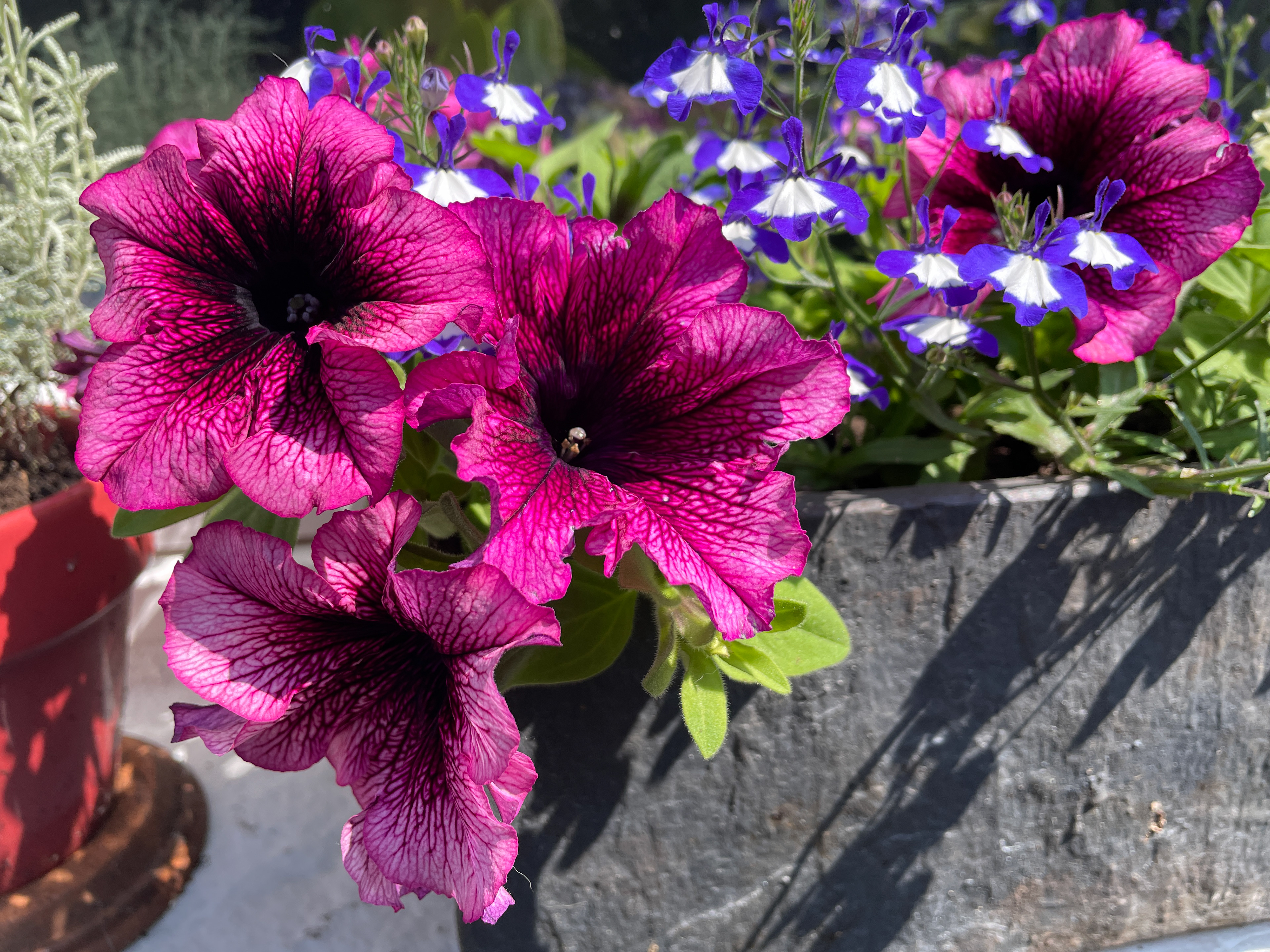 Petunias and Lobelia