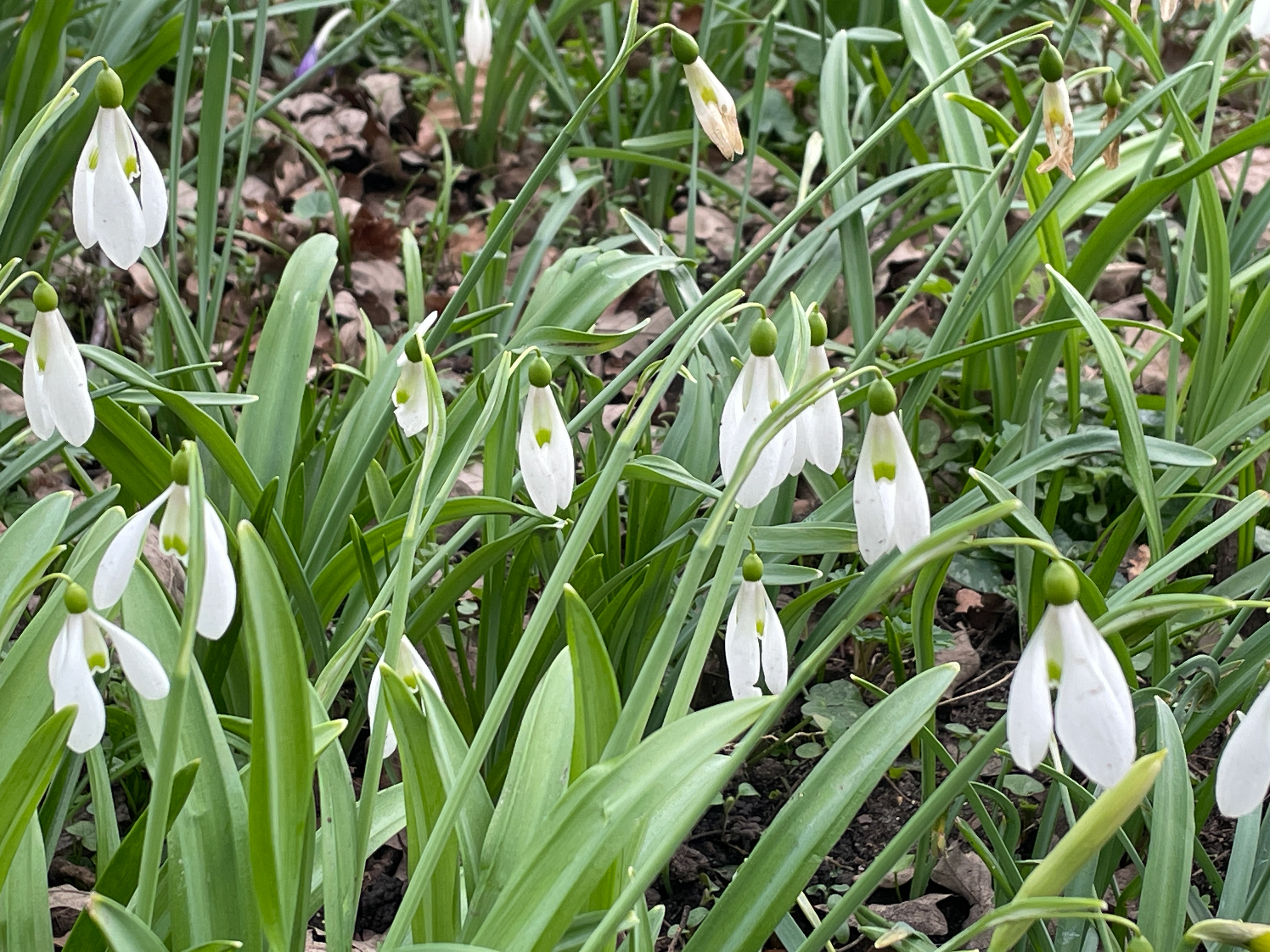 Snowdrops at Warley Place