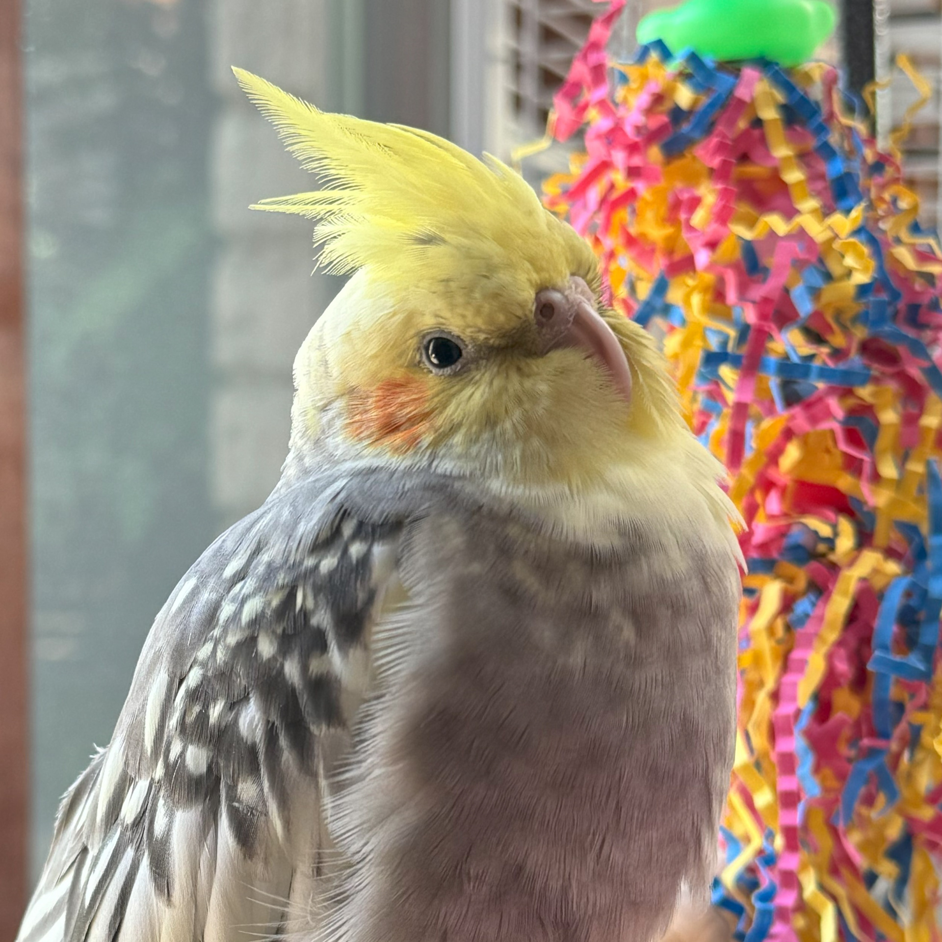 Piña, my Cockatiel