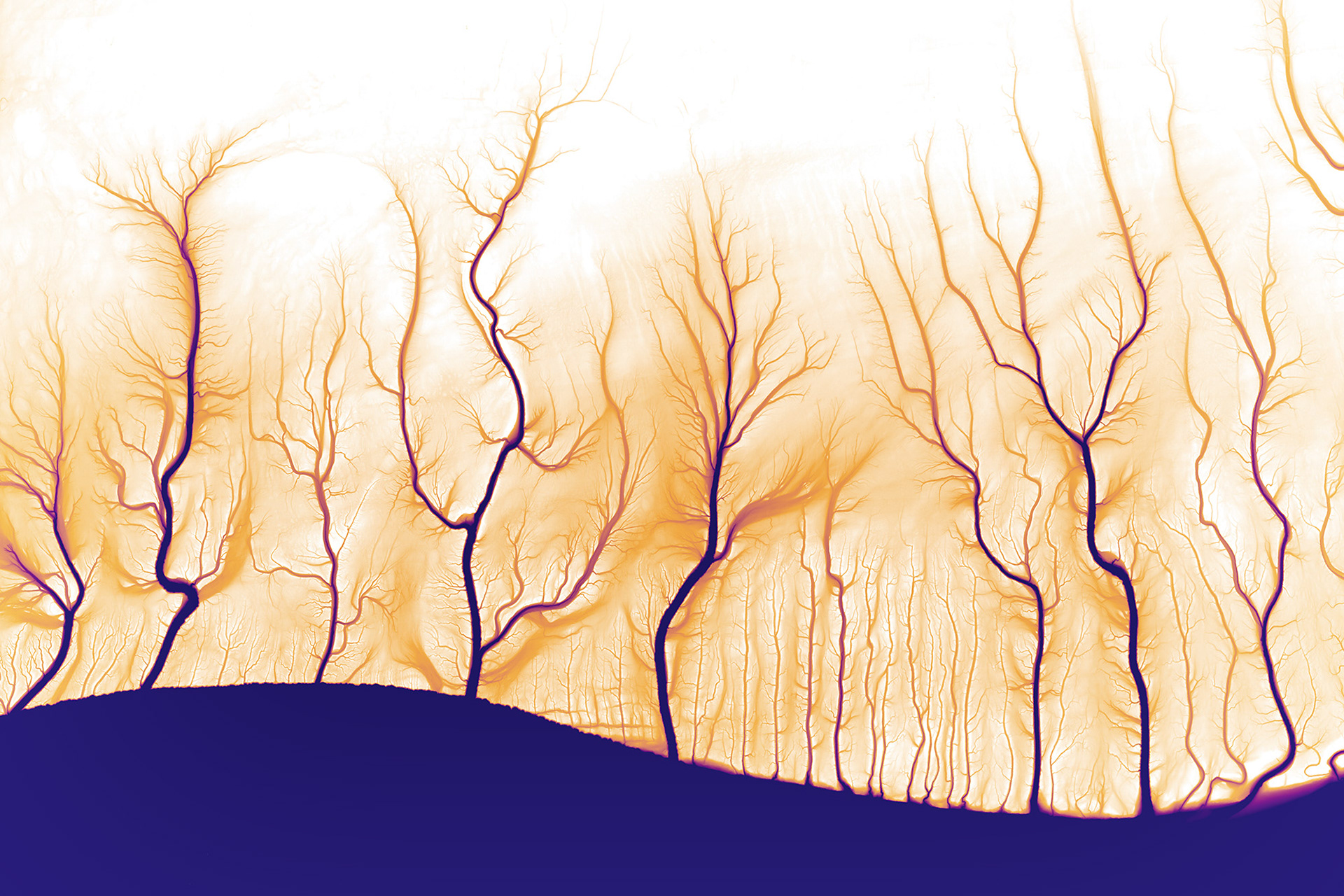 047 Colorado River Delta Trees 10800 x 7200 pixels