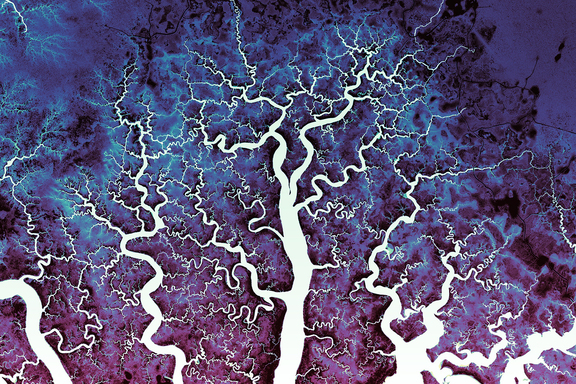 109 Lower Suwannee Tidal Trees 18000 x 12000 pixels