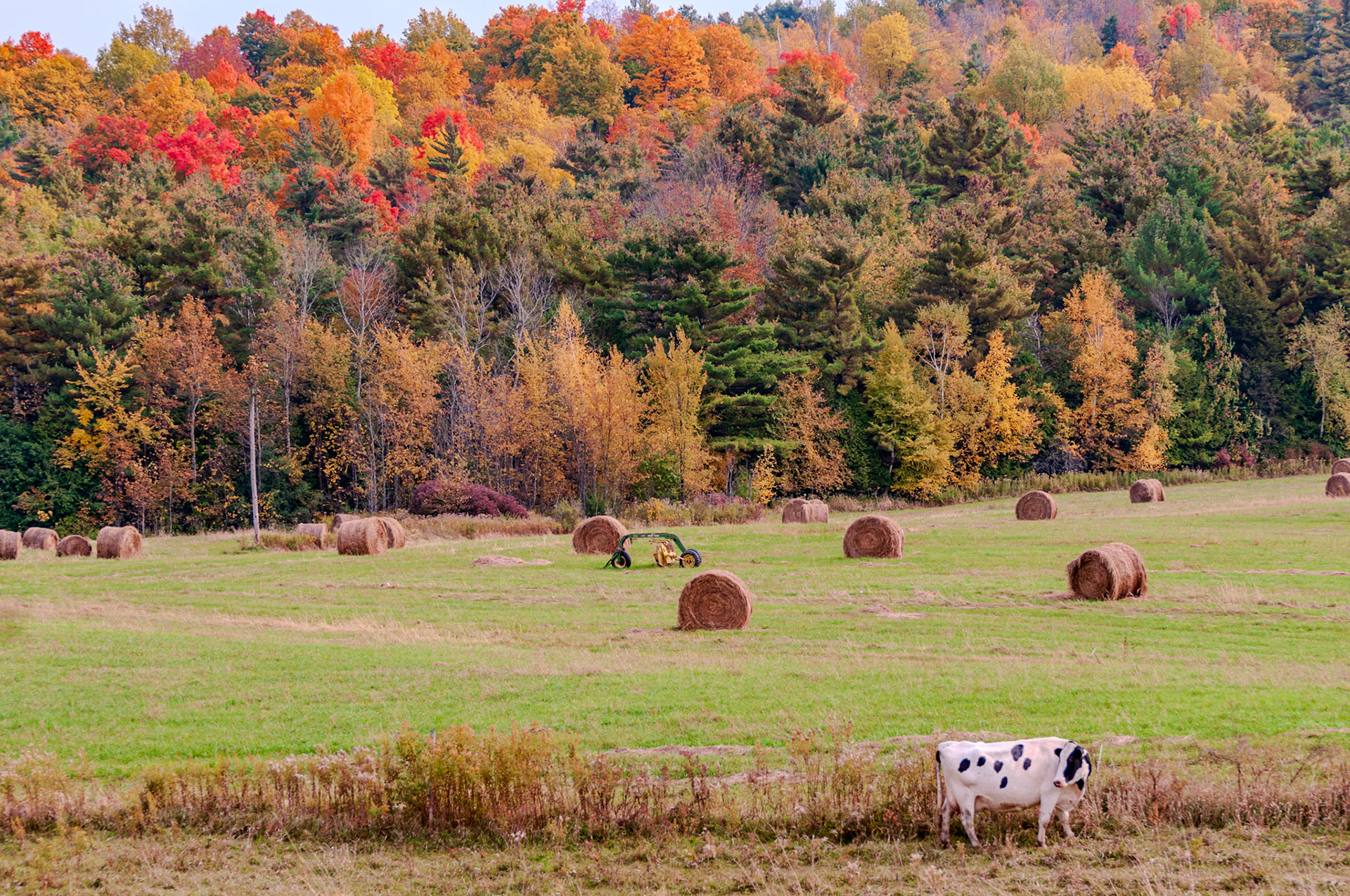 127 mm f/4.5 at 1/500 sec 0 EV 200 ISO ©Steven Mermelstein. All rights reserved. #20081013133640