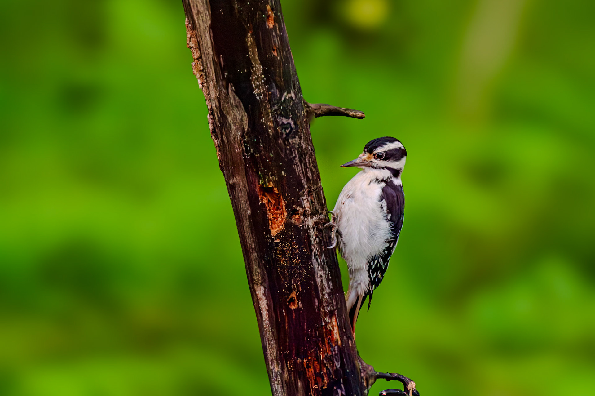 550 mm f/5.6 at 1/750 sec 0 EV 6400 ISO ©Steven Mermelstein. All rights reserved. #20090704165815