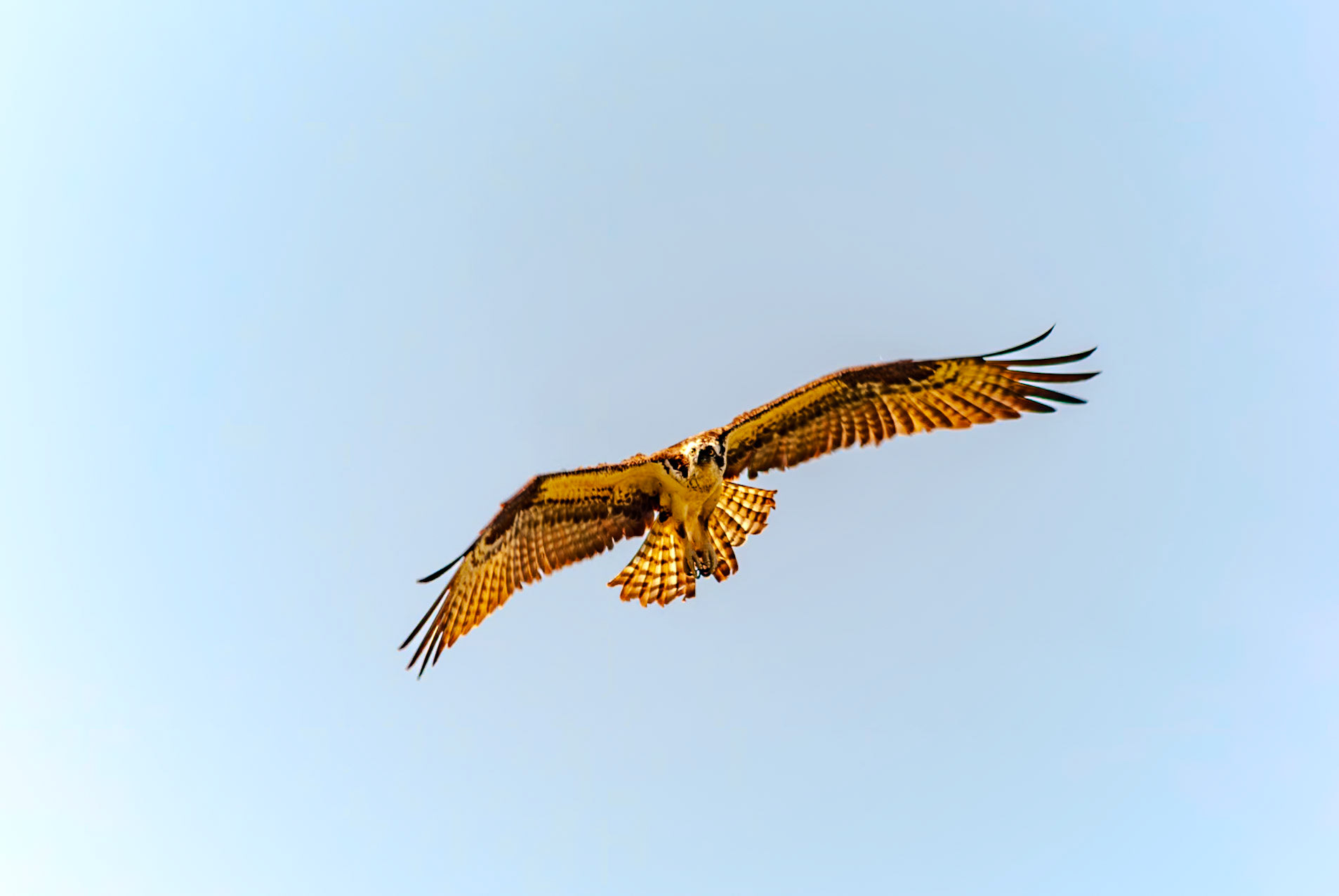 315 mm f/7.1 at 1/350 sec 0 EV 100 ISO ©Steven Mermelstein. All rights reserved. #20060716041203