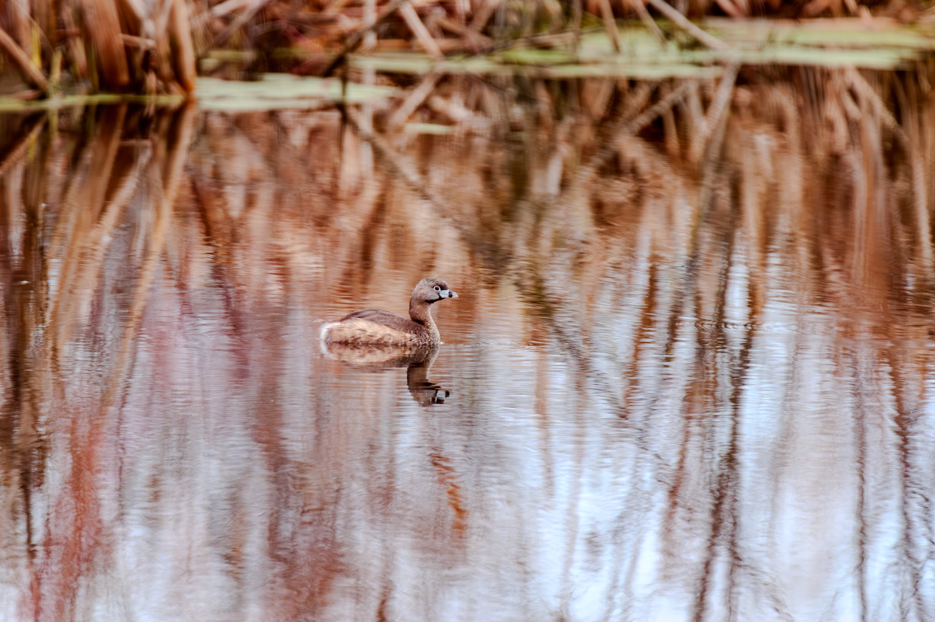 550 mm f/5.6 at 1/750 sec 0 EV 1250 ISO ©Steven Mermelstein. All rights reserved. #20100409124839