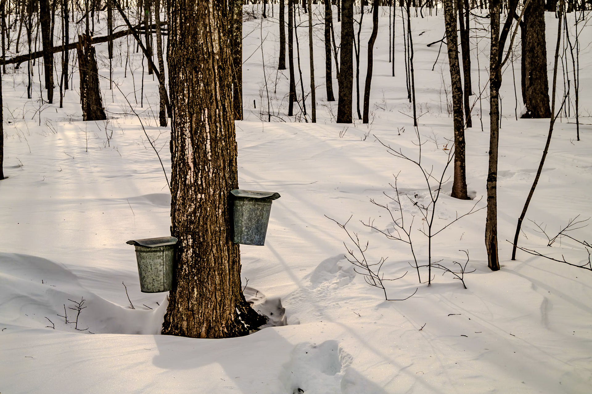 36 mm f/13 at 1/250 sec 0 EV 100 ISO ©Steven Mermelstein. All rights reserved. #20140314155017
