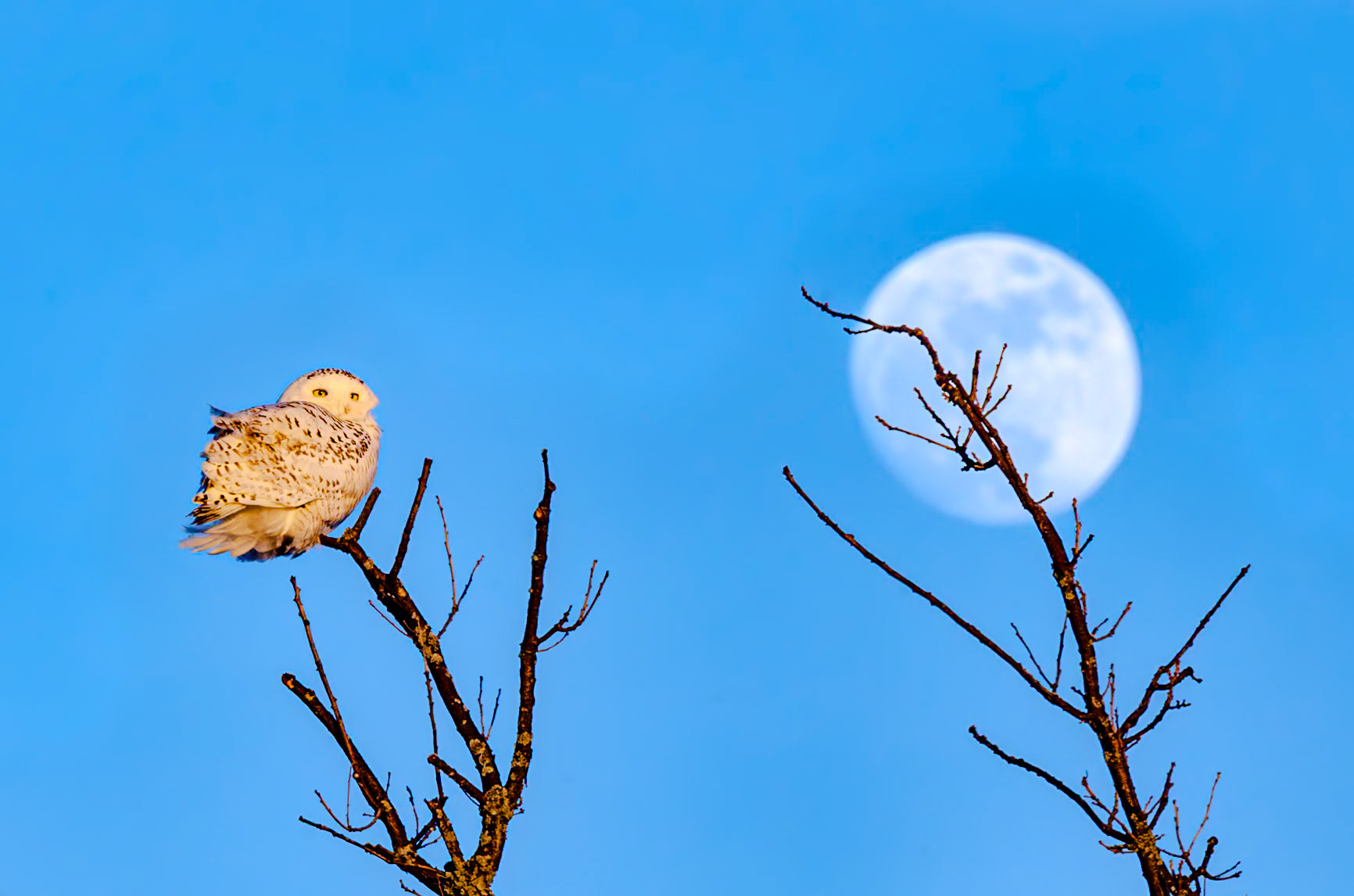 600 mm f/16 at 1/200 sec 0 EV 560 ISO ©Steven Mermelstein. All rights reserved. #20140212180543