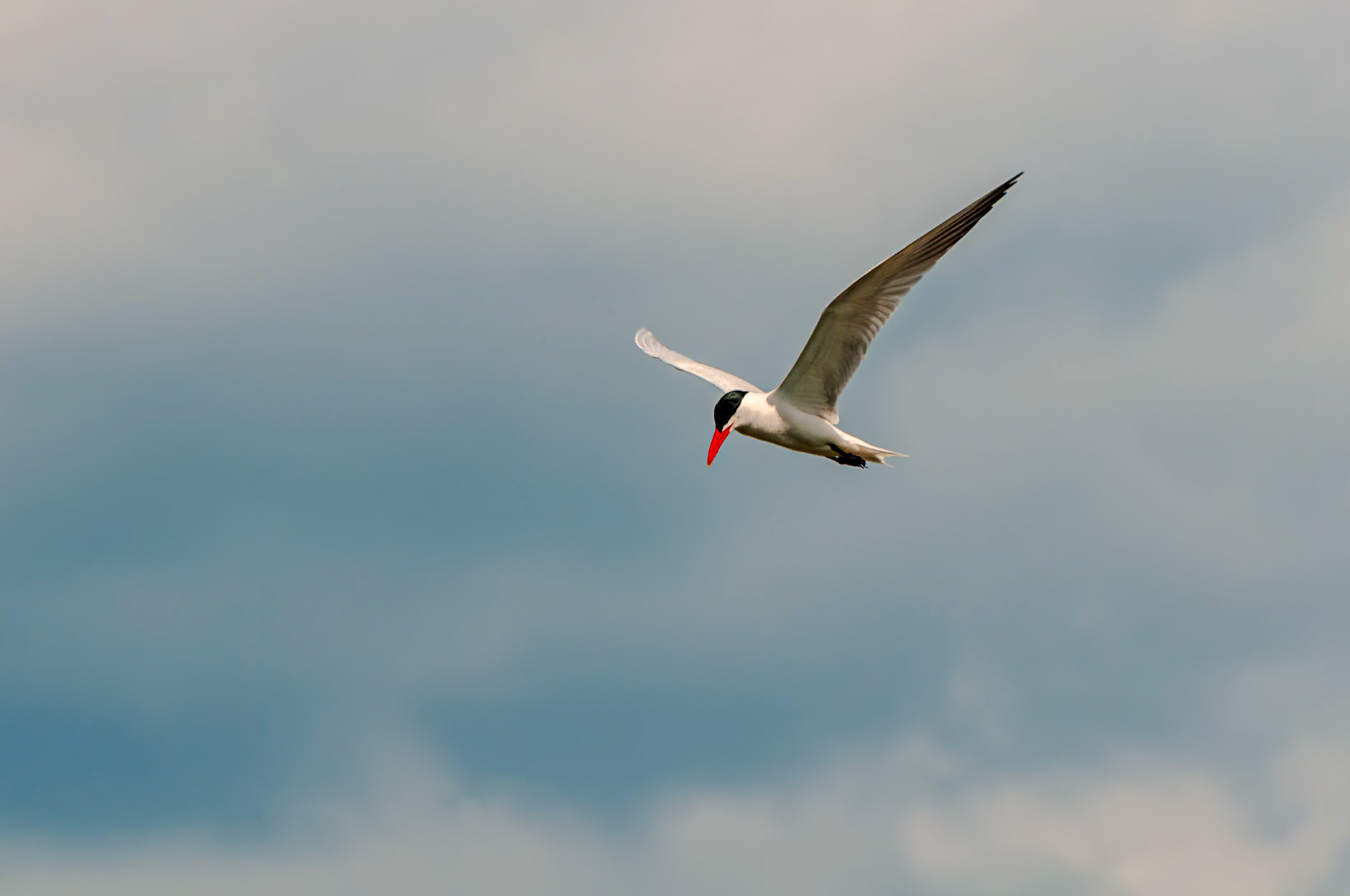 450 mm f/9.5 at 1/350 sec 0 EV 200 ISO ©Steven Mermelstein. All rights reserved. #20080611162341