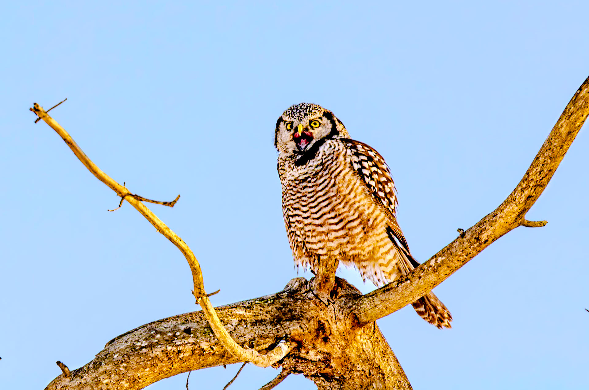 825 mm f/9.5 at 1/200 sec 0 EV 140 ISO ©Steven Mermelstein. All rights reserved. #20140306160740