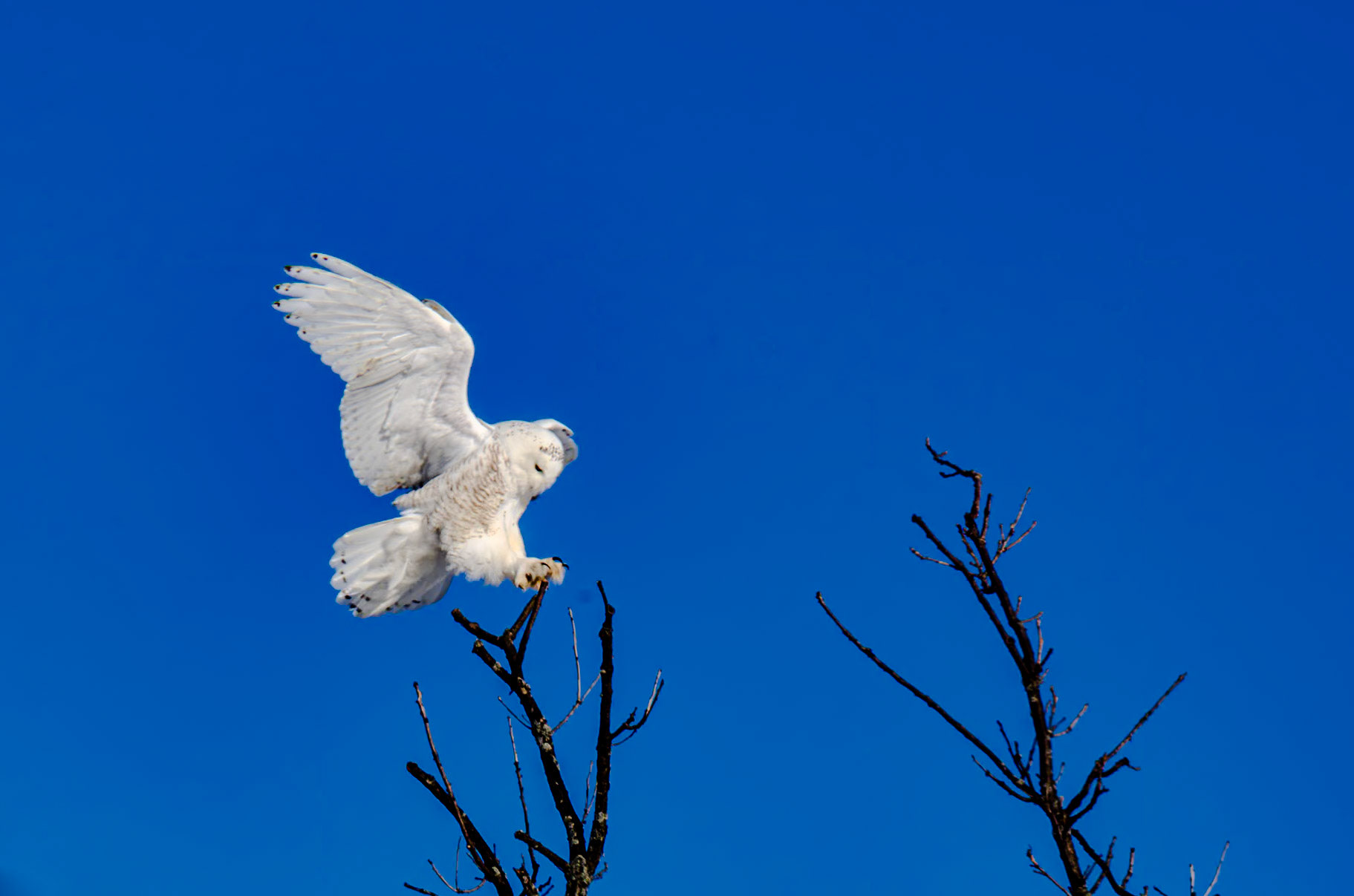 600 mm f/16 at 1/200 sec 0 EV 160 ISO ©Steven Mermelstein. All rights reserved. #20140212161233