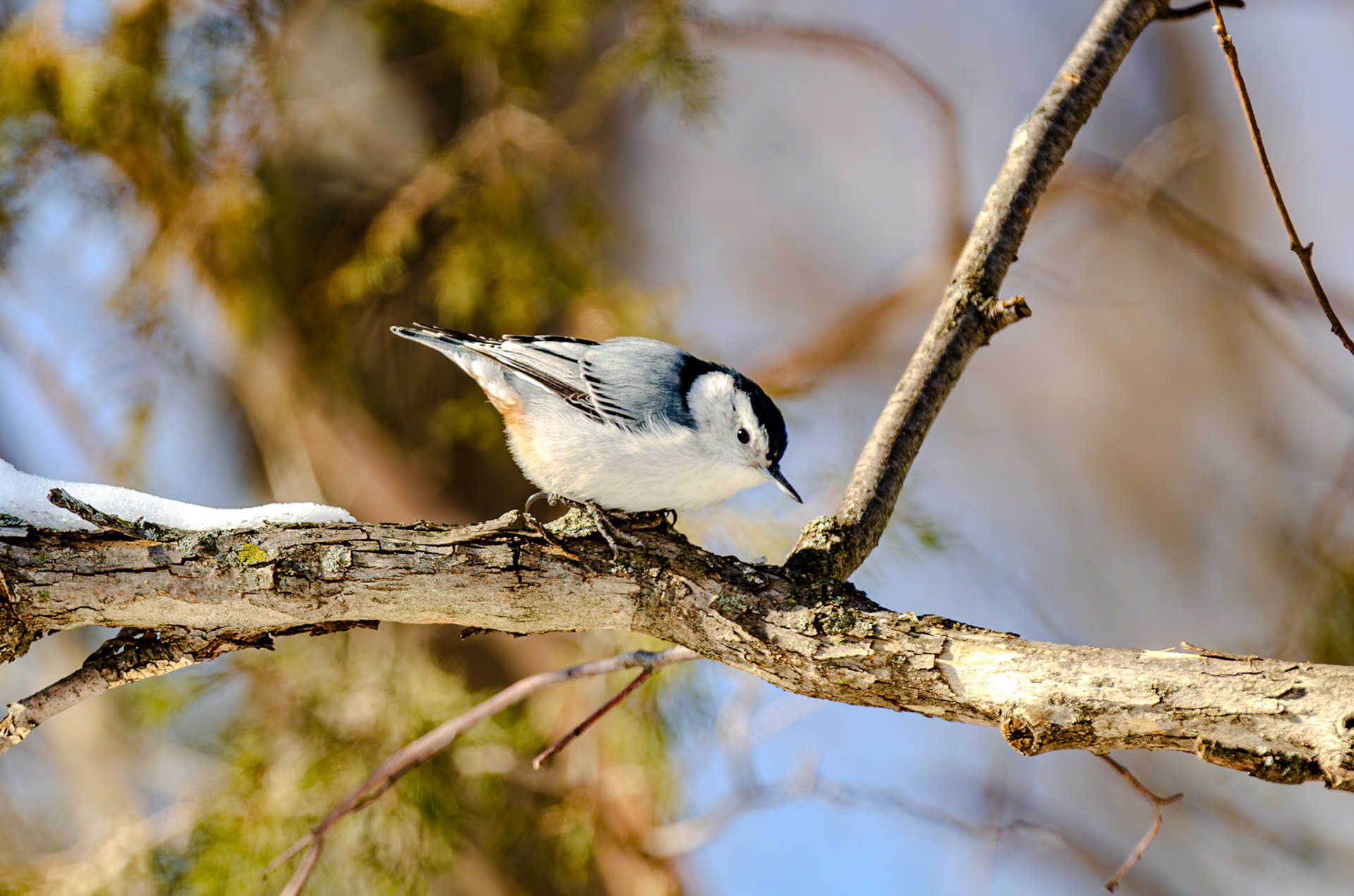 600 mm f/4.8 at 1/250 sec 0 EV 100 ISO ©Steven Mermelstein. All rights reserved. #20140216145612