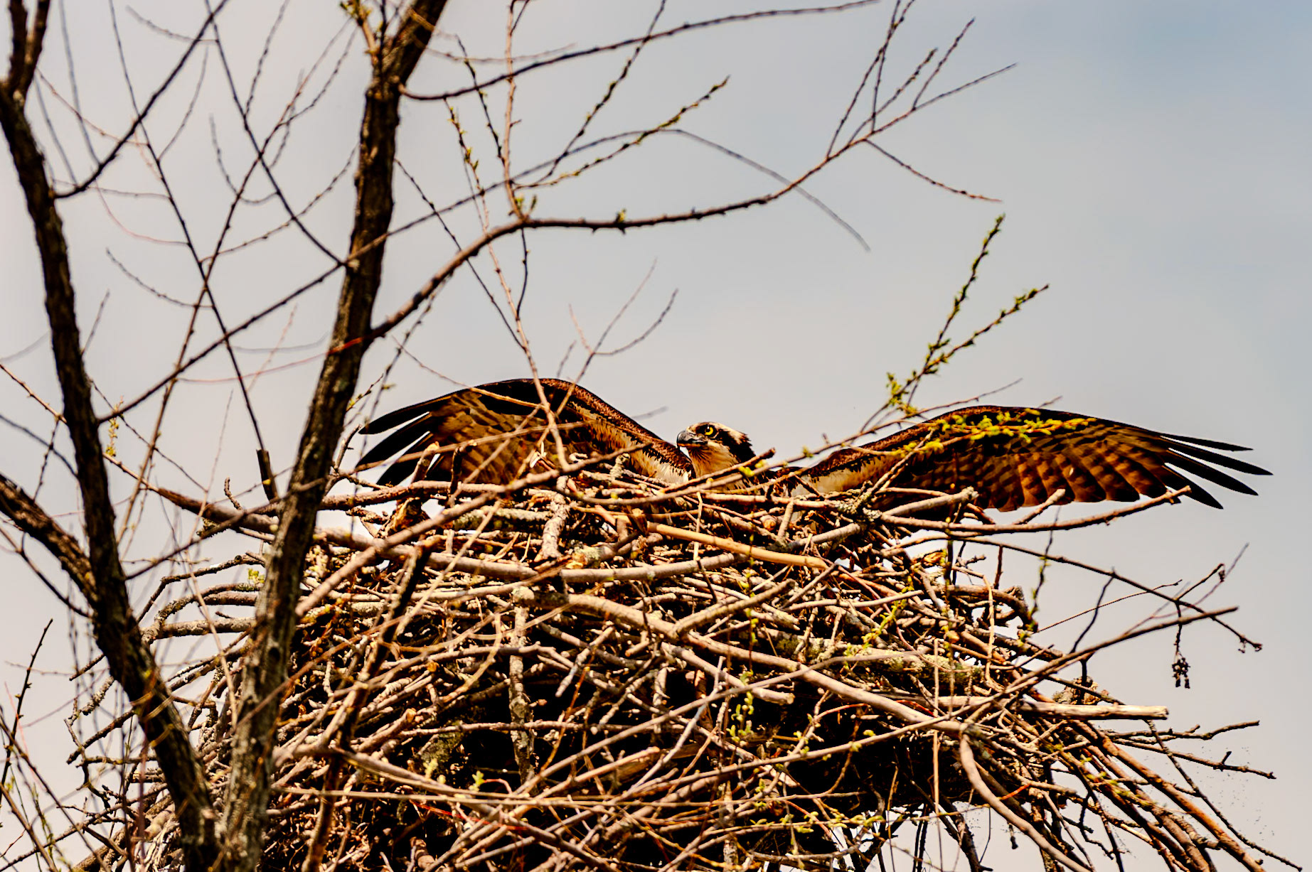 280 mm f/5.6 at 1/750 sec 0 EV 220 ISO ©Steven Mermelstein. All rights reserved. #20100522134529