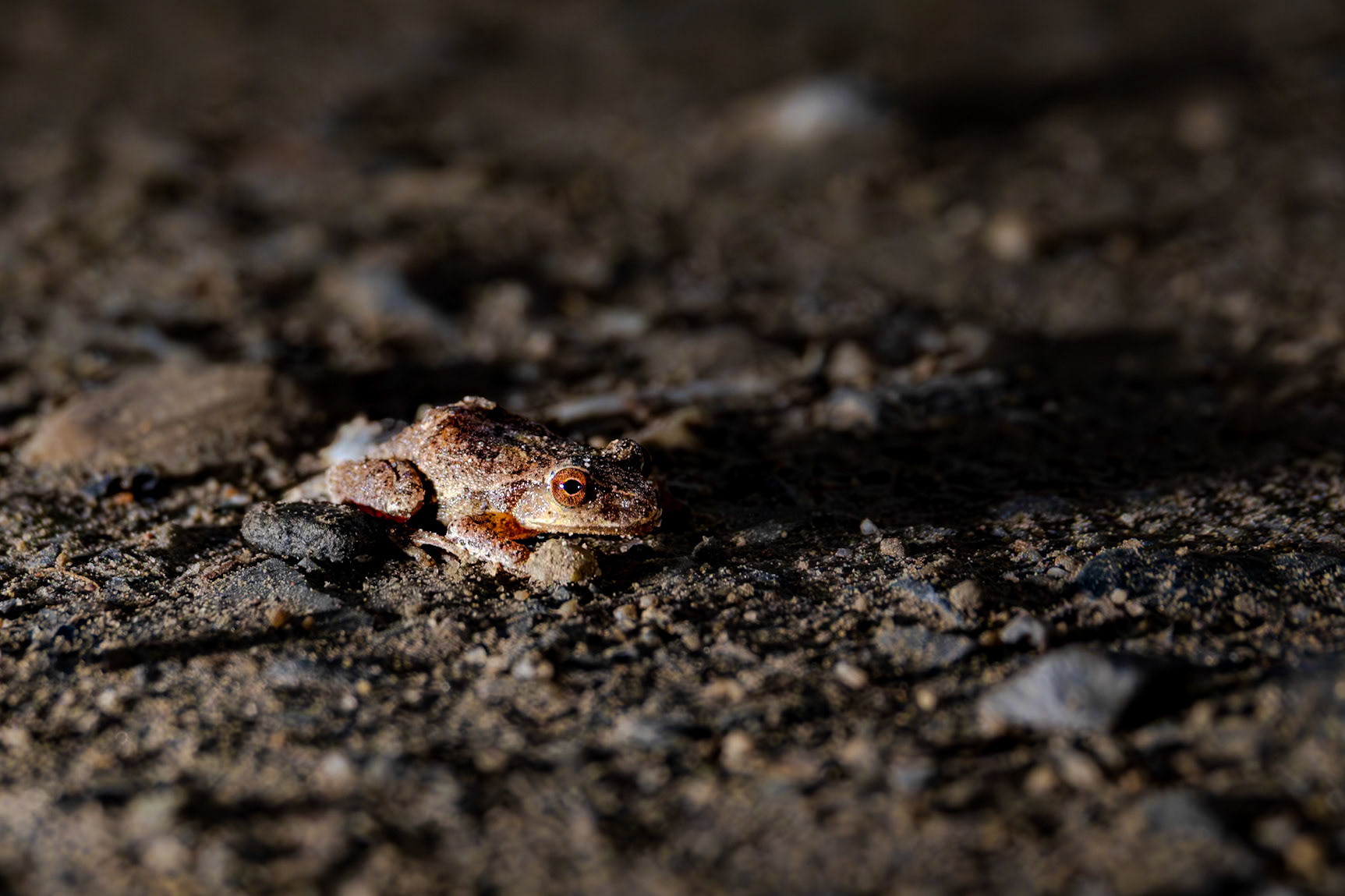 107 mm f/4.0 at 1/125 sec 0 EV 1250 ISO ©Steven Mermelstein. All rights reserved. #20190413214433