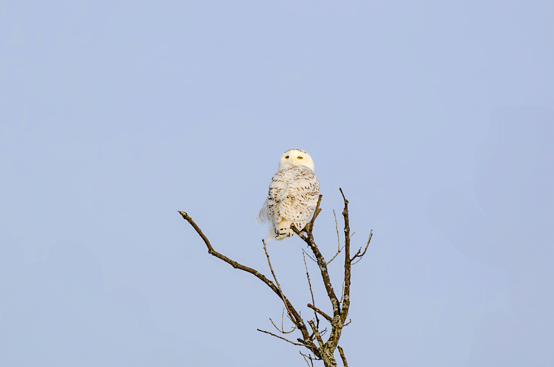 600 mm f/8.0 at 1/250 sec 0 EV 100 ISO ©Steven Mermelstein. All rights reserved. #20140206163414