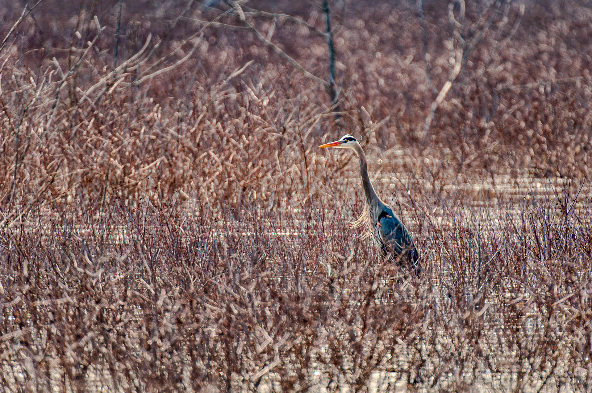 550 mm f/5.6 at 1/750 sec 0 EV 560 ISO ©Steven Mermelstein. All rights reserved. #20080411143812