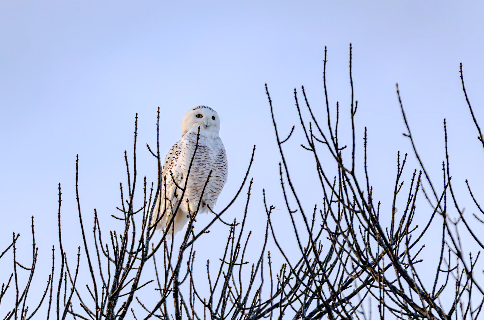 600 mm f/4.0 at 1/250 sec 0 EV 100 ISO ©Steven Mermelstein. All rights reserved. #20140206173701