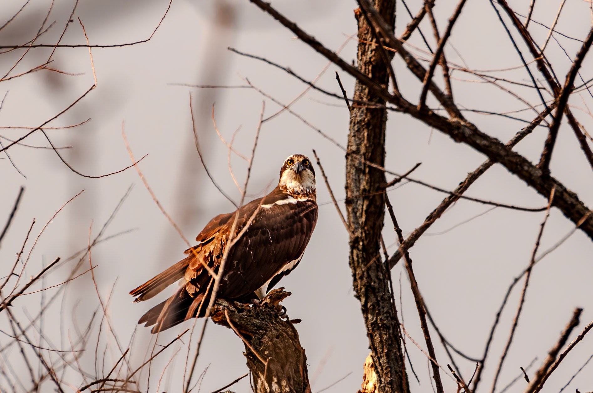 450 mm f/9.5 at 1/350 sec 0 EV 200 ISO ©Steven Mermelstein. All rights reserved. #20080430154646