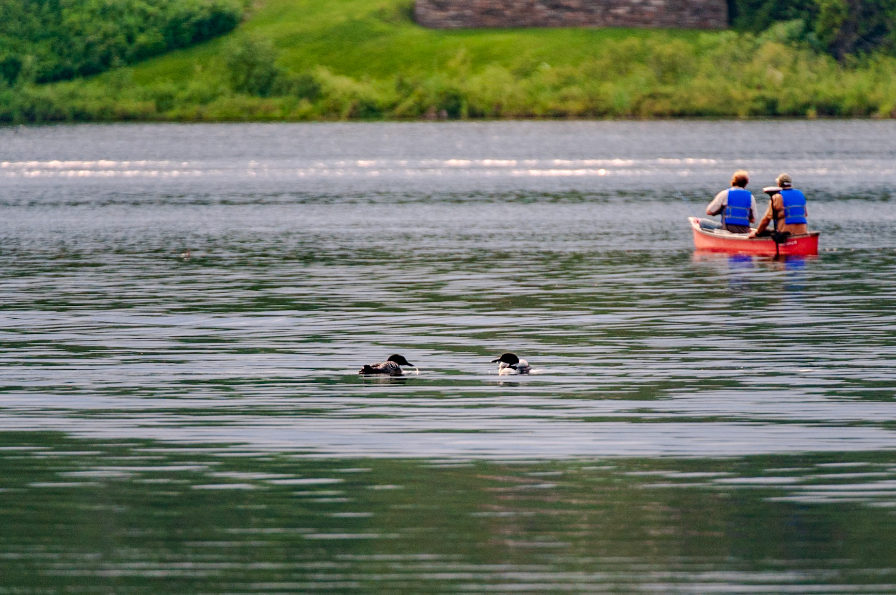 550 mm f/5.6 at 1/750 sec 0 EV 1100 ISO ©Steven Mermelstein. All rights reserved. #20090718173448