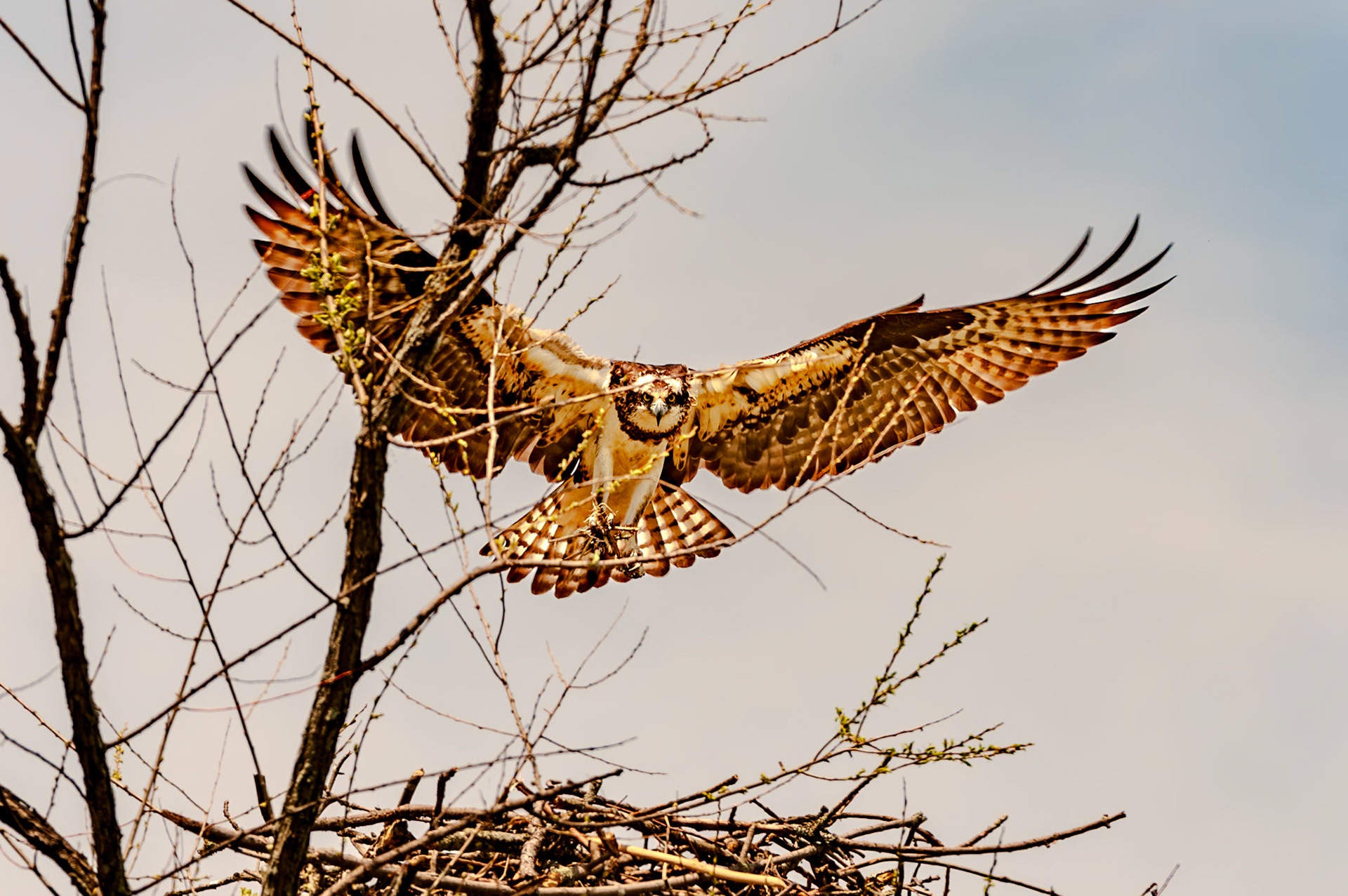 280 mm f/9.5 at 1/750 sec 0 EV 200 ISO ©Steven Mermelstein. All rights reserved. #20100522134528
