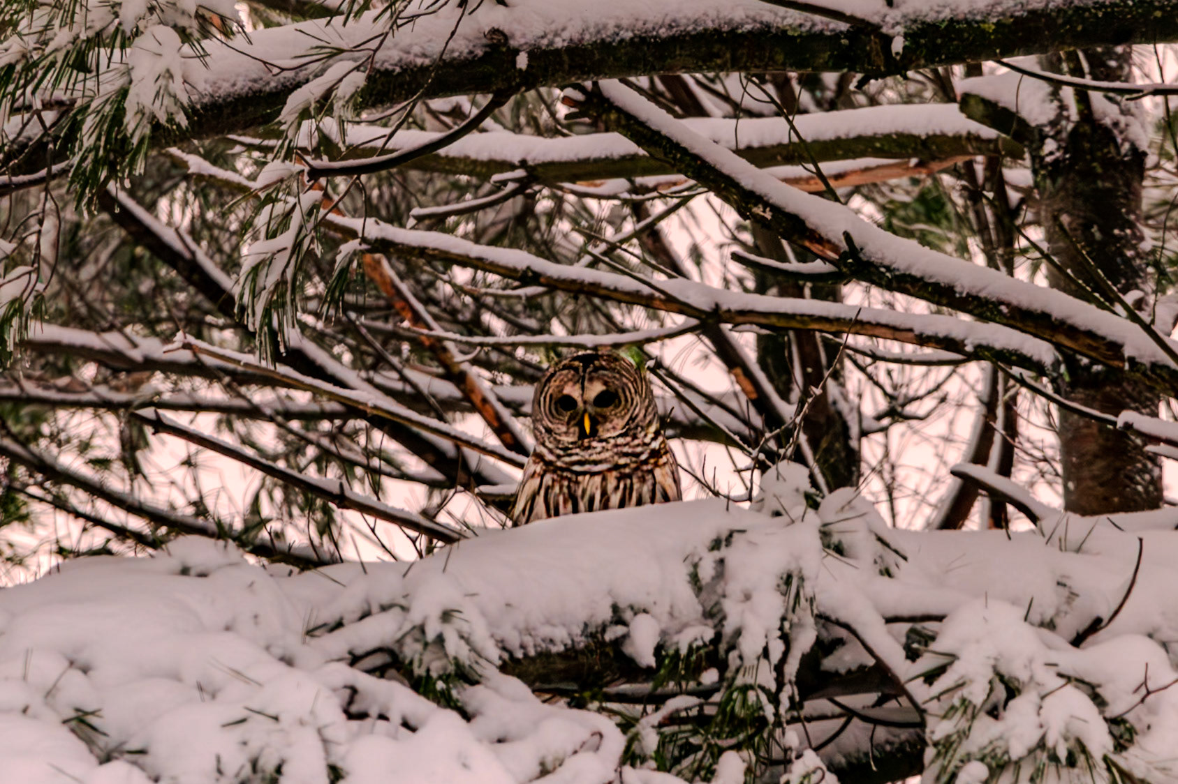 308 mm f/8.0 at 1/250 sec 0 EV 6400 ISO ©Steven Mermelstein. All rights reserved. #20141212035711