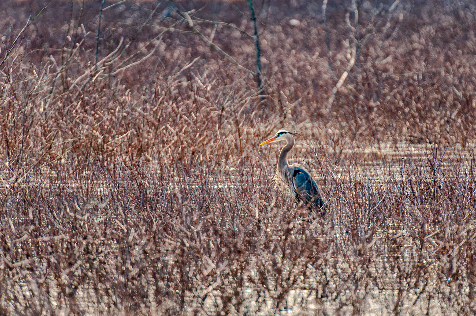 550 mm f/5.6 at 1/750 sec 0 EV 560 ISO ©Steven Mermelstein. All rights reserved. #20080411143850