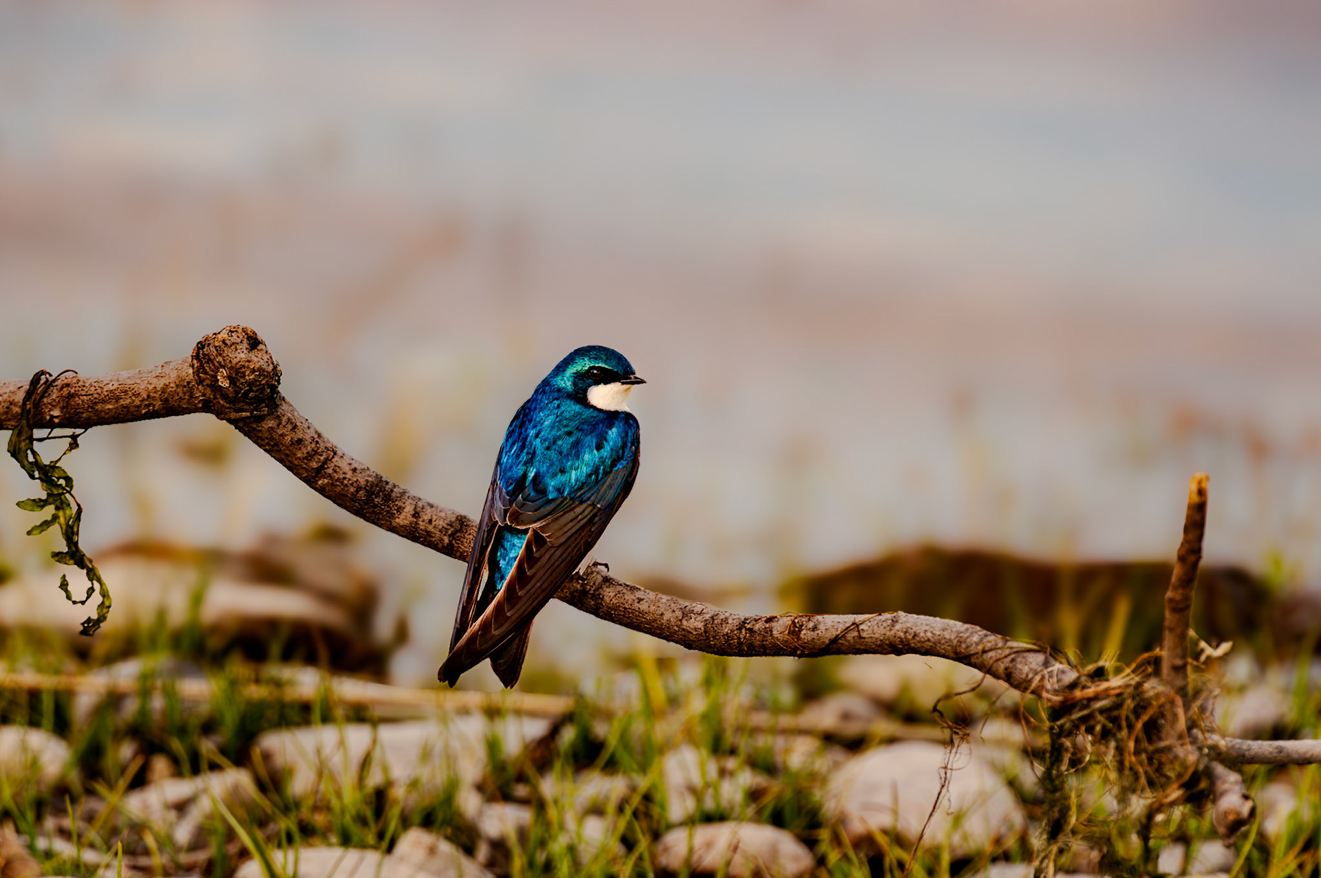 550 mm f/8.0 at 1/250 sec 0 EV 200 ISO ©Steven Mermelstein. All rights reserved. #20090520190443