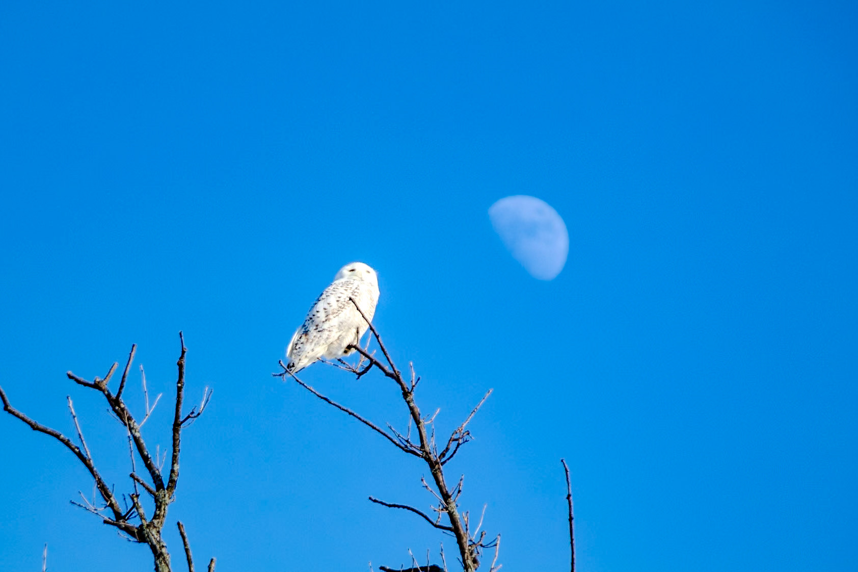 308 mm f/6.3 at 1/500 sec 0 EV 100 ISO ©Steven Mermelstein. All rights reserved. #20140209020931