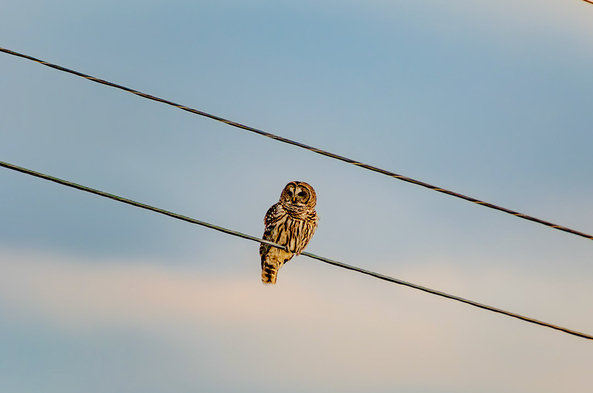 420 mm f/4.0 at 1/350 sec 0 EV 140 ISO ©Steven Mermelstein. All rights reserved. #20110204163005