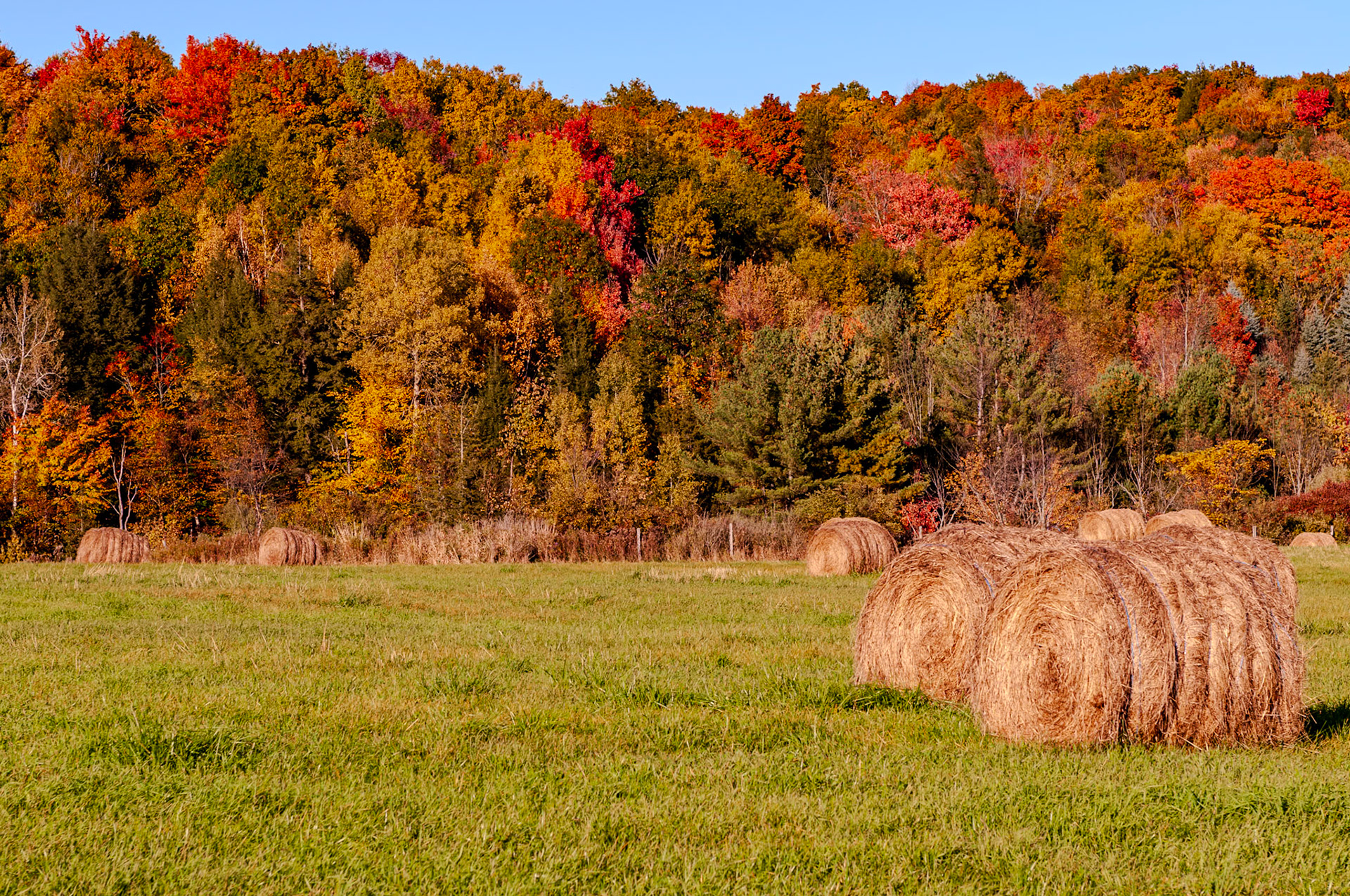 105 mm f/8.0 at 1/350 sec 0 EV 200 ISO ©Steven Mermelstein. All rights reserved. #20081010162812