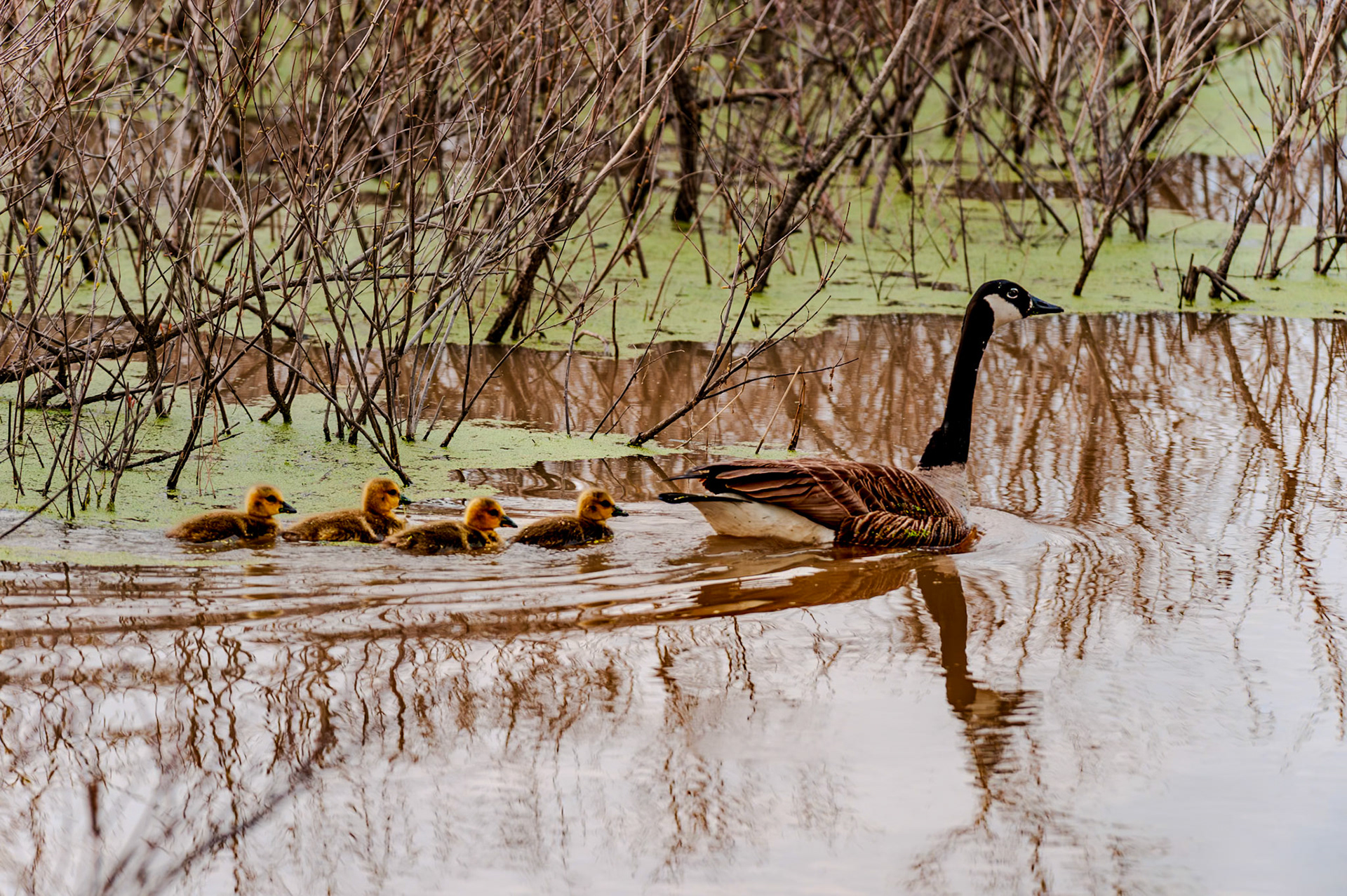280 mm f/5.6 at 1/750 sec 0 EV 2500 ISO. ©Steven Mermelstein. All rights reserved. #20090517185830