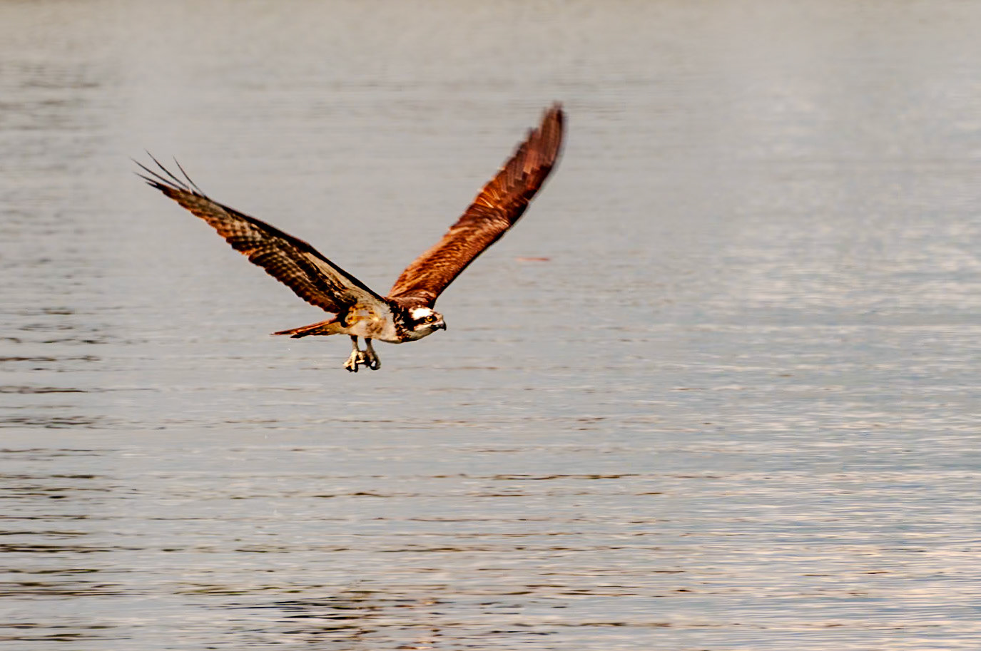 450 mm f/9.5 at 1/350 sec 0 EV 200 ISO ©Steven Mermelstein. All rights reserved. #20080430154807